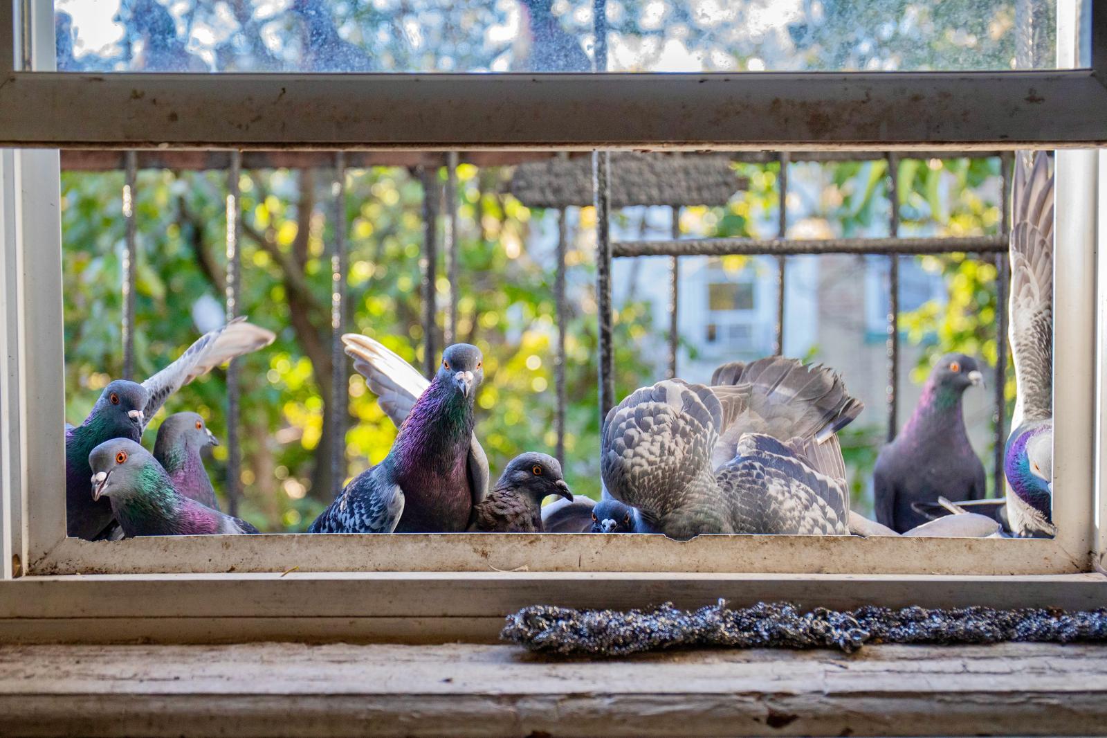 Pigeons gather outside Mother P...!" Brooklyn United States 
