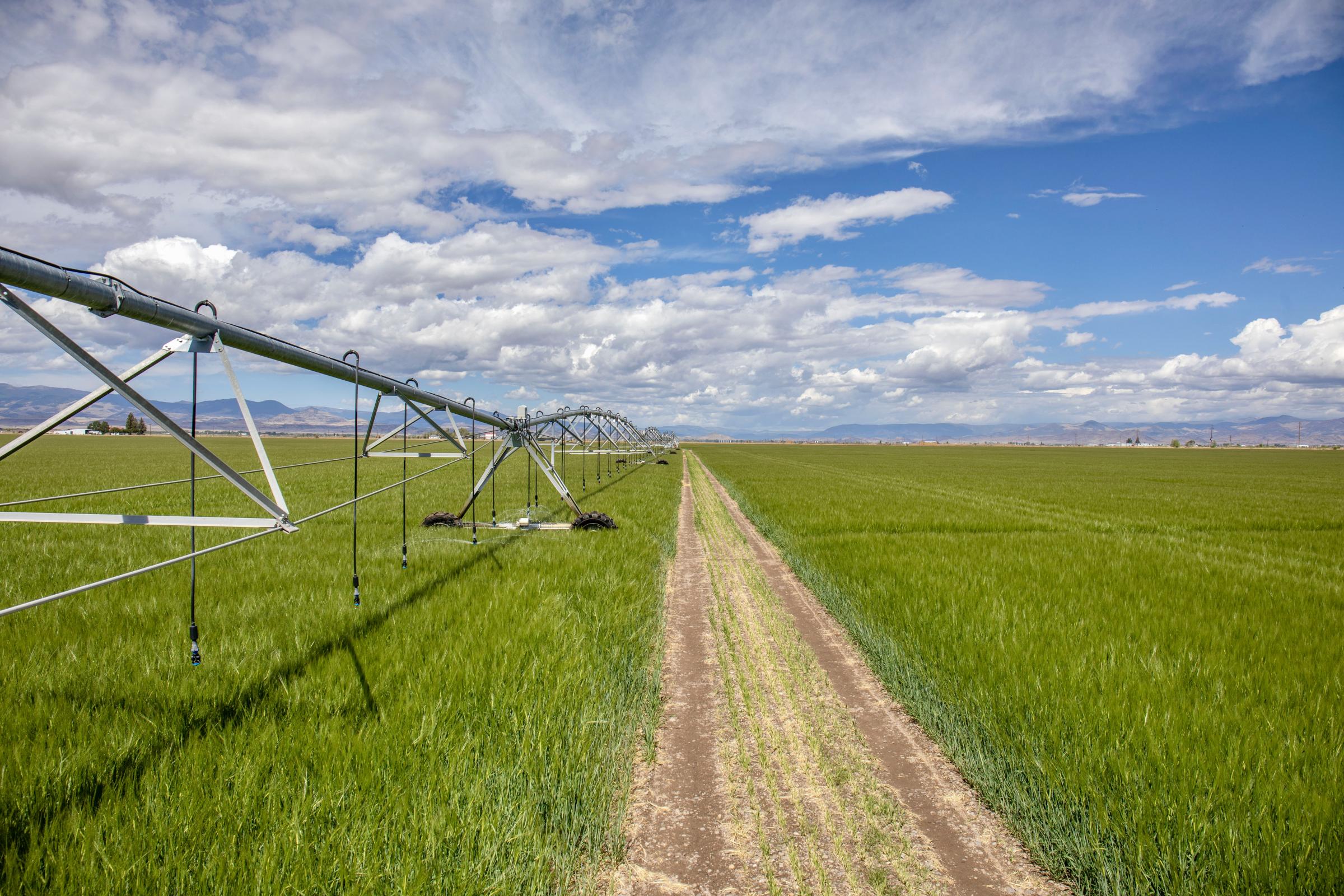 Crisis on the Rio Grande - A drip sprinkler system feeds barley in a farm at Monte Vista. Most drip irrigation uses...
