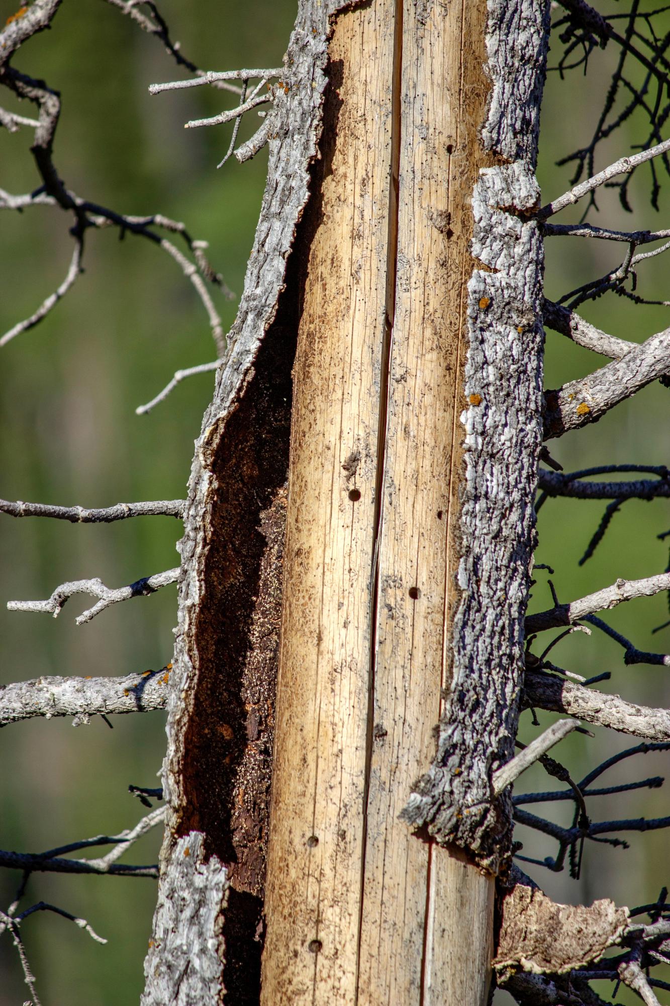 Crisis on the Rio Grande - Bark falls away from a dead Engelmann Spruce tree, exposing beetle trails and the...