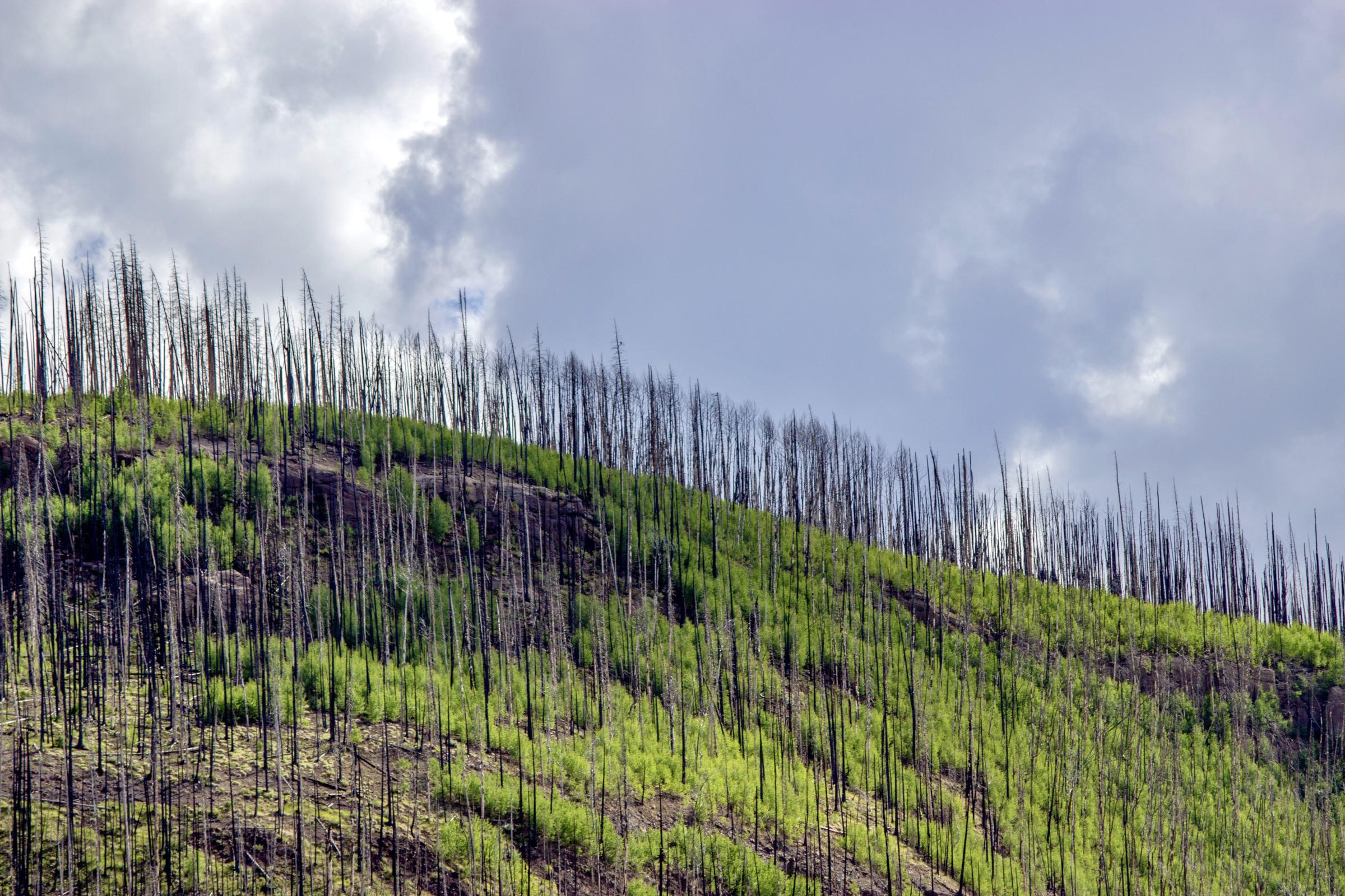 Crisis on the Rio Grande - New growth pushes up from the understory of a burned aspen grove at the Rio Grande headwaters....