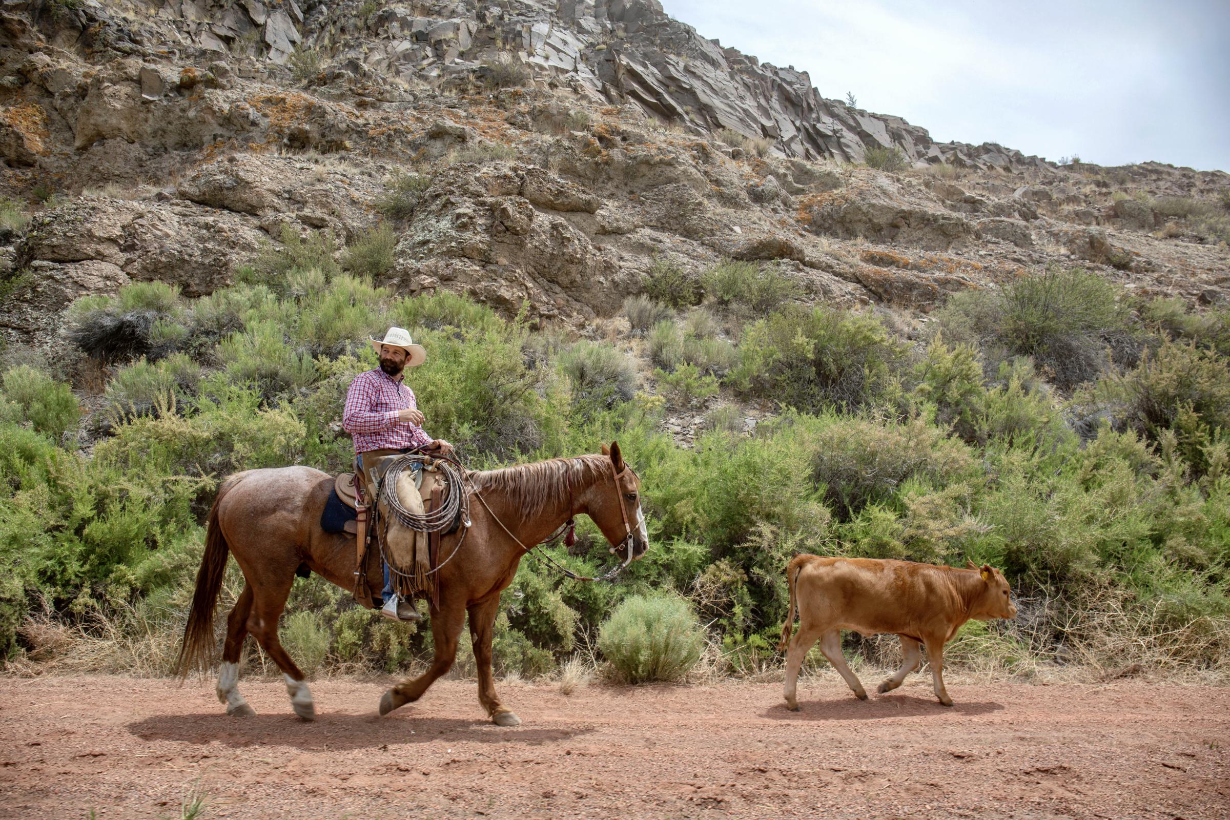 Crisis on the Rio Grande - MONTE VISTA, Colo. &mdash; Kyler Brown drives a calf on June 21, 2022 as part of a drive that...