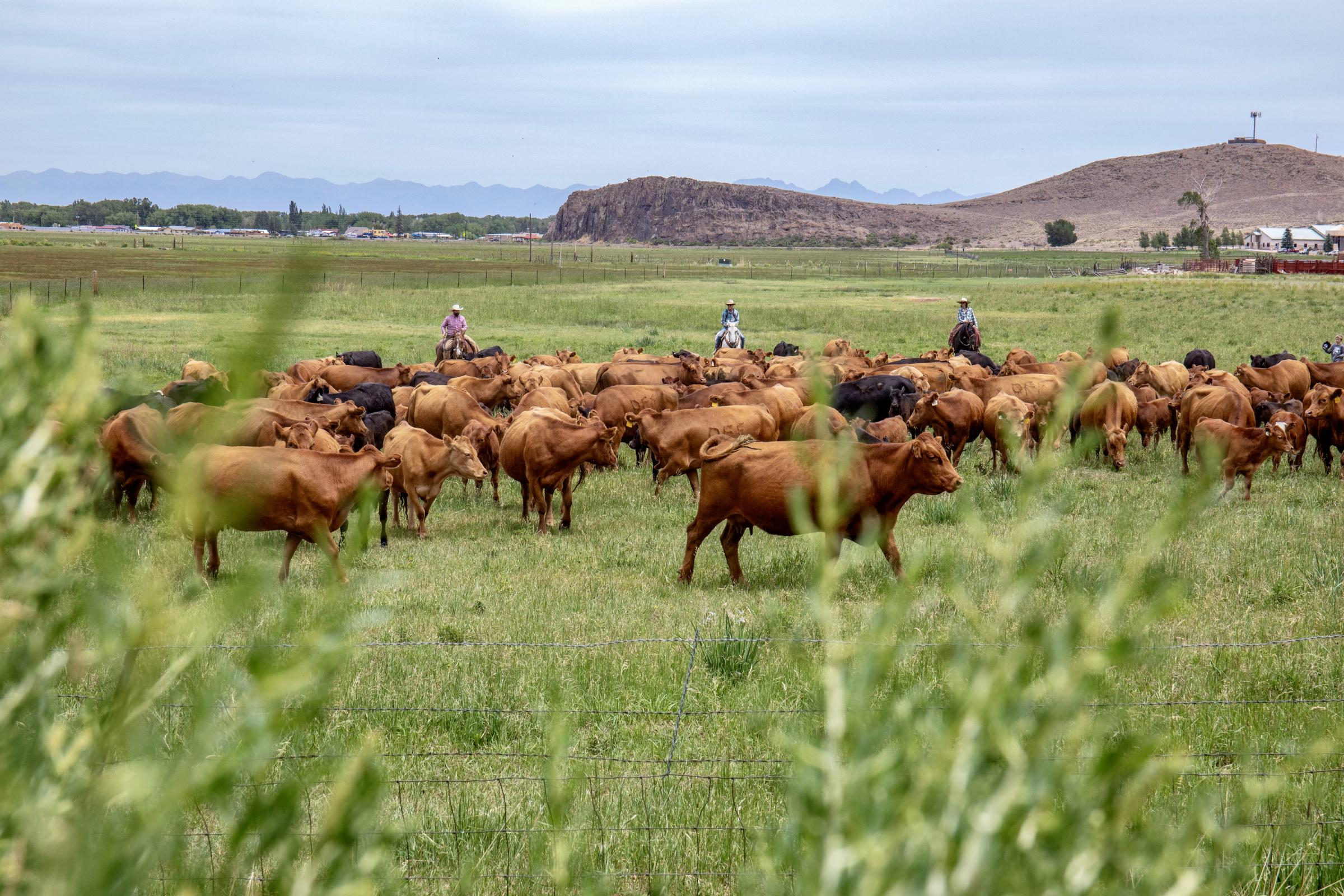 Crisis on the Rio Grande - Cows can be seen amid alfalfa fields during the cattle drive on June 21, 2022. (Photo by Diana...