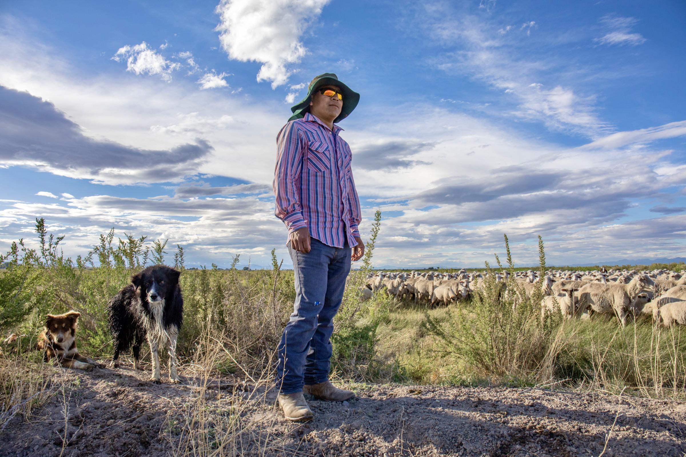 Crisis on the Rio Grande - Hector Sandoval cares for JD Schmidt&rsquo;s sheep in the San Luis Valley. Sandoval said the...
