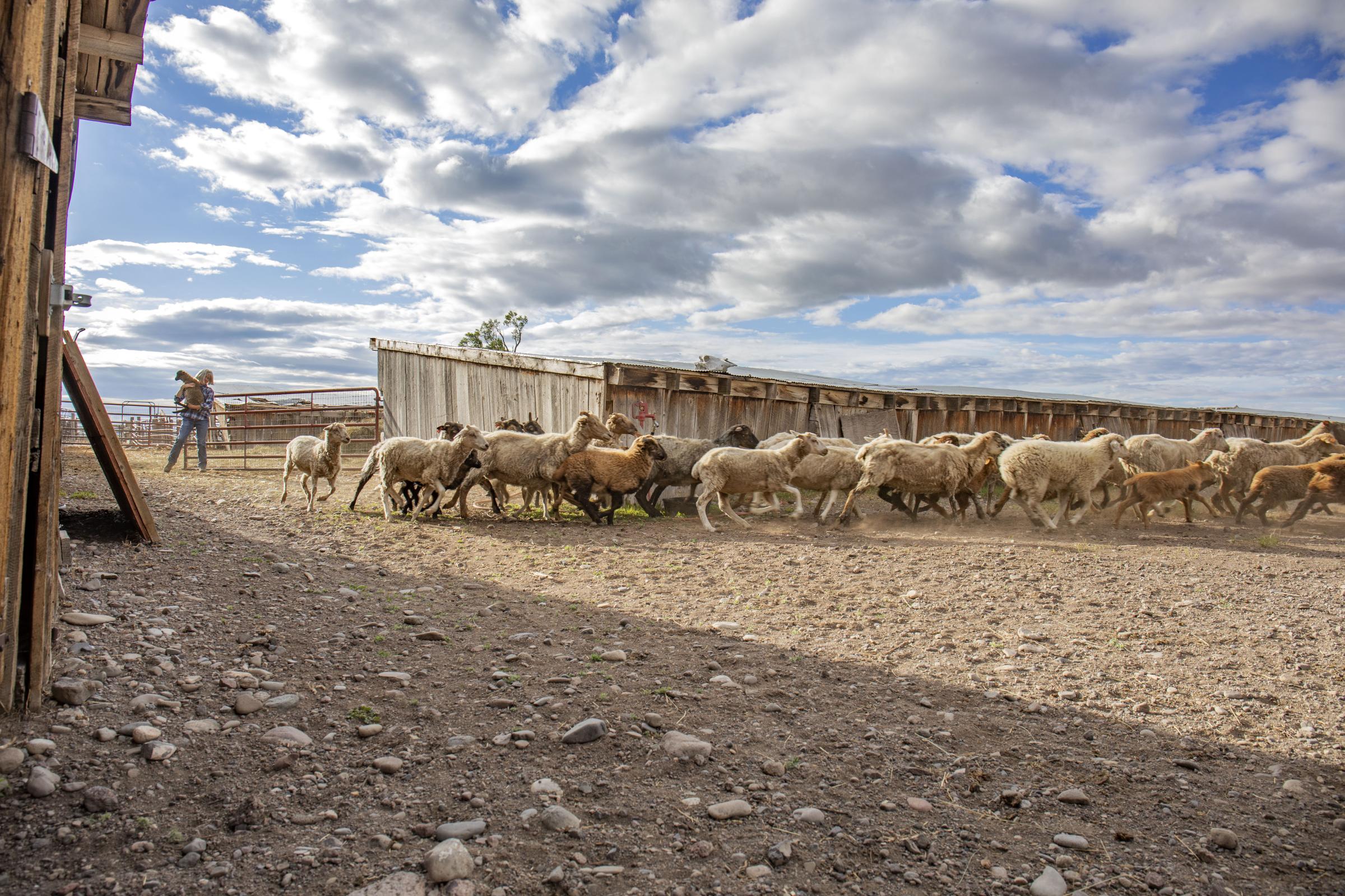 Crisis on the Rio Grande - Schoonover releasing sheep to pasture in the early morning of June 23. (Photo by Diana Cervantes...