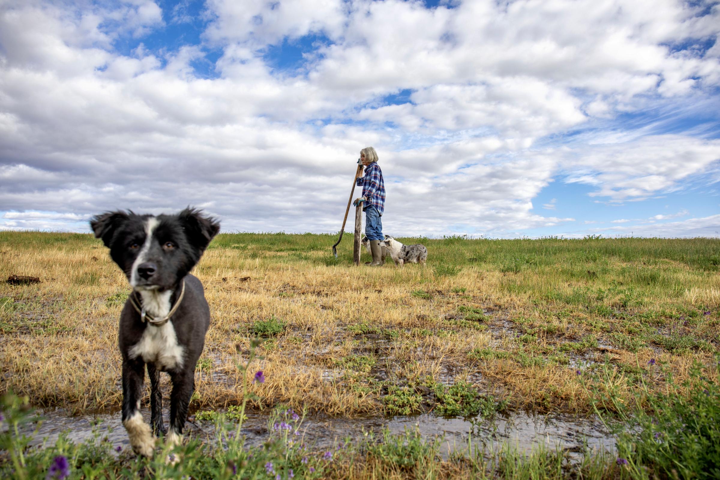 Crisis on the Rio Grande - Schoonover and her dogs out in her field as she makes cuts in the &nbsp;field to let the...