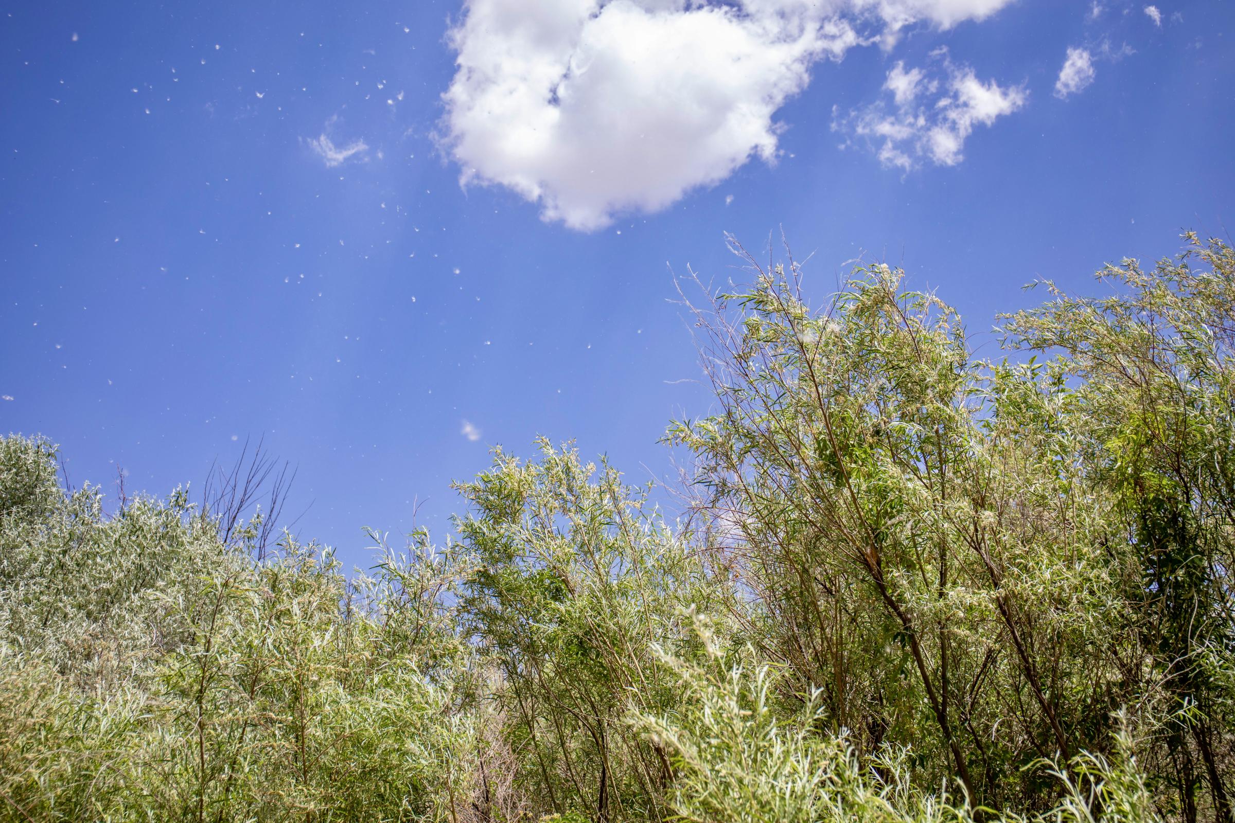 Crisis on the Rio Grande - Cottonwood seeds float across the air, borne aloft on summer winds. (Photo by Diana Cervantes for...