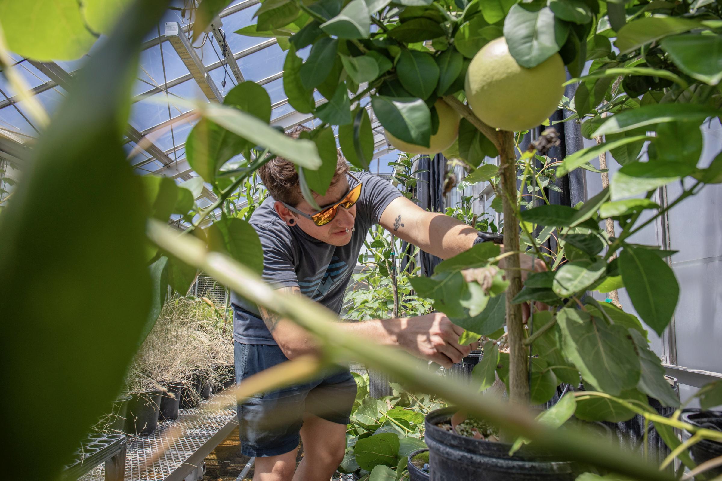 Crisis on the Rio Grande - Wes Noe cuts back a lemon tree. (Photo by Diana Cervantes for Source NM)