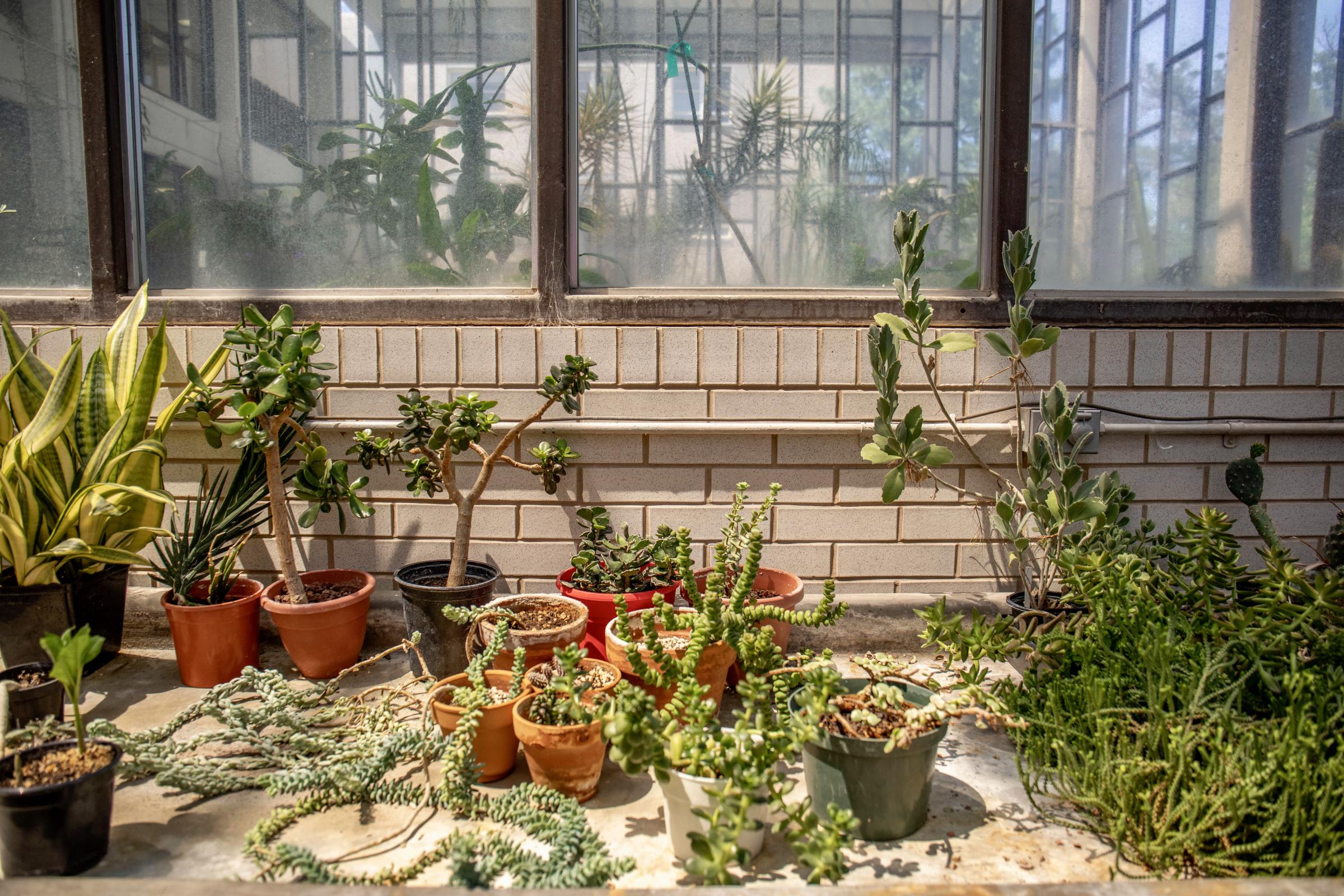 Crisis on the Rio Grande - The UNM greenhouse seen beyond the window above a table that doubles as a workbench. (Photo by...