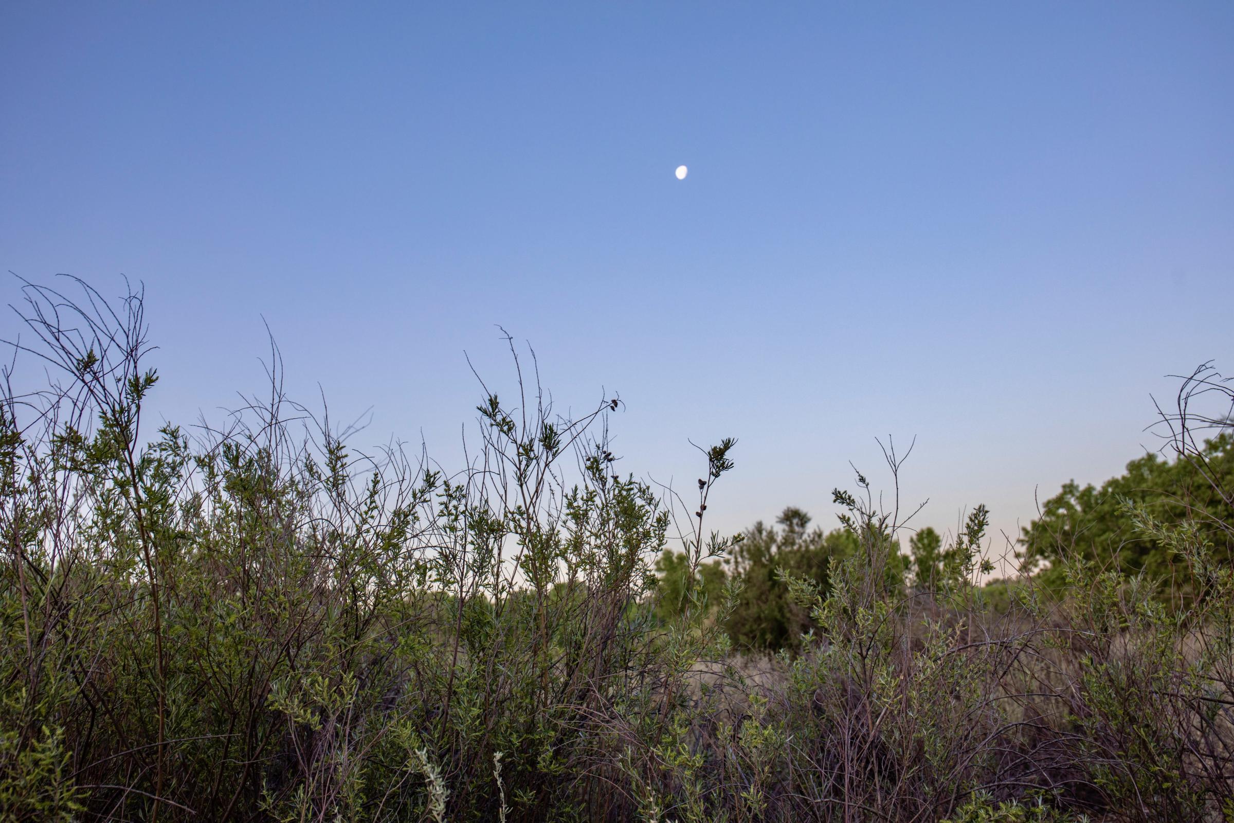 Crisis on the Rio Grande - The moon sets into a thicket of coyote willow along the Rio Grande. Drought, and a changed river...