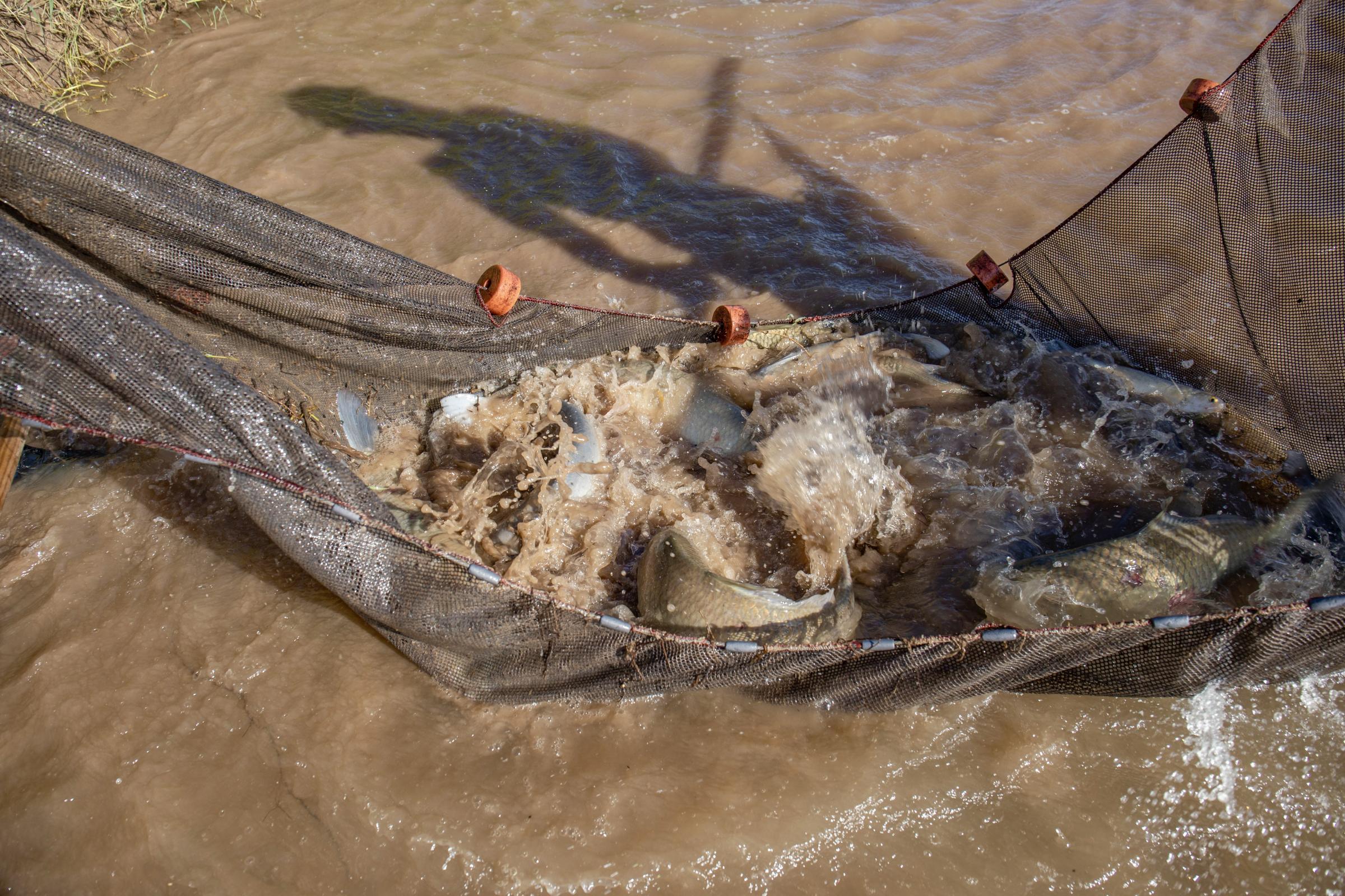 Crisis on the Rio Grande - The U.S. Fish and Wildlife Service team pulls seine nets through almost any pool left in the...