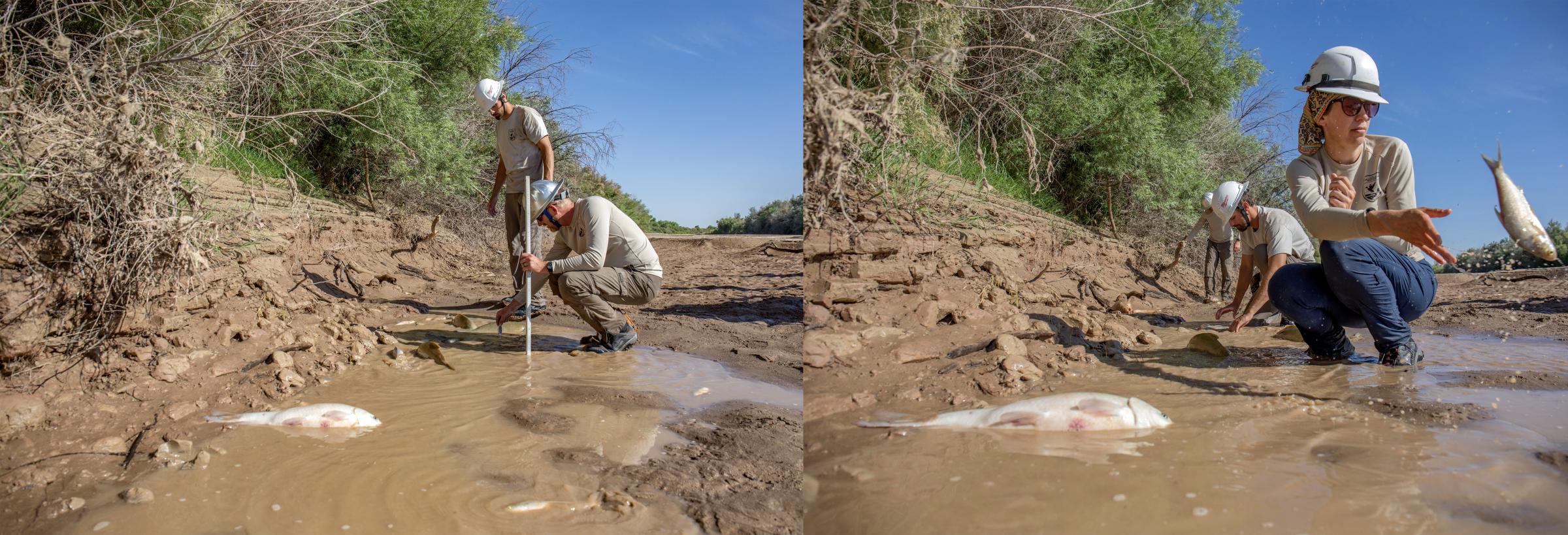 Crisis on the Rio Grande - The U.S. Fish and Wildlife team measures the temperatures of each pond, noting what kind of...