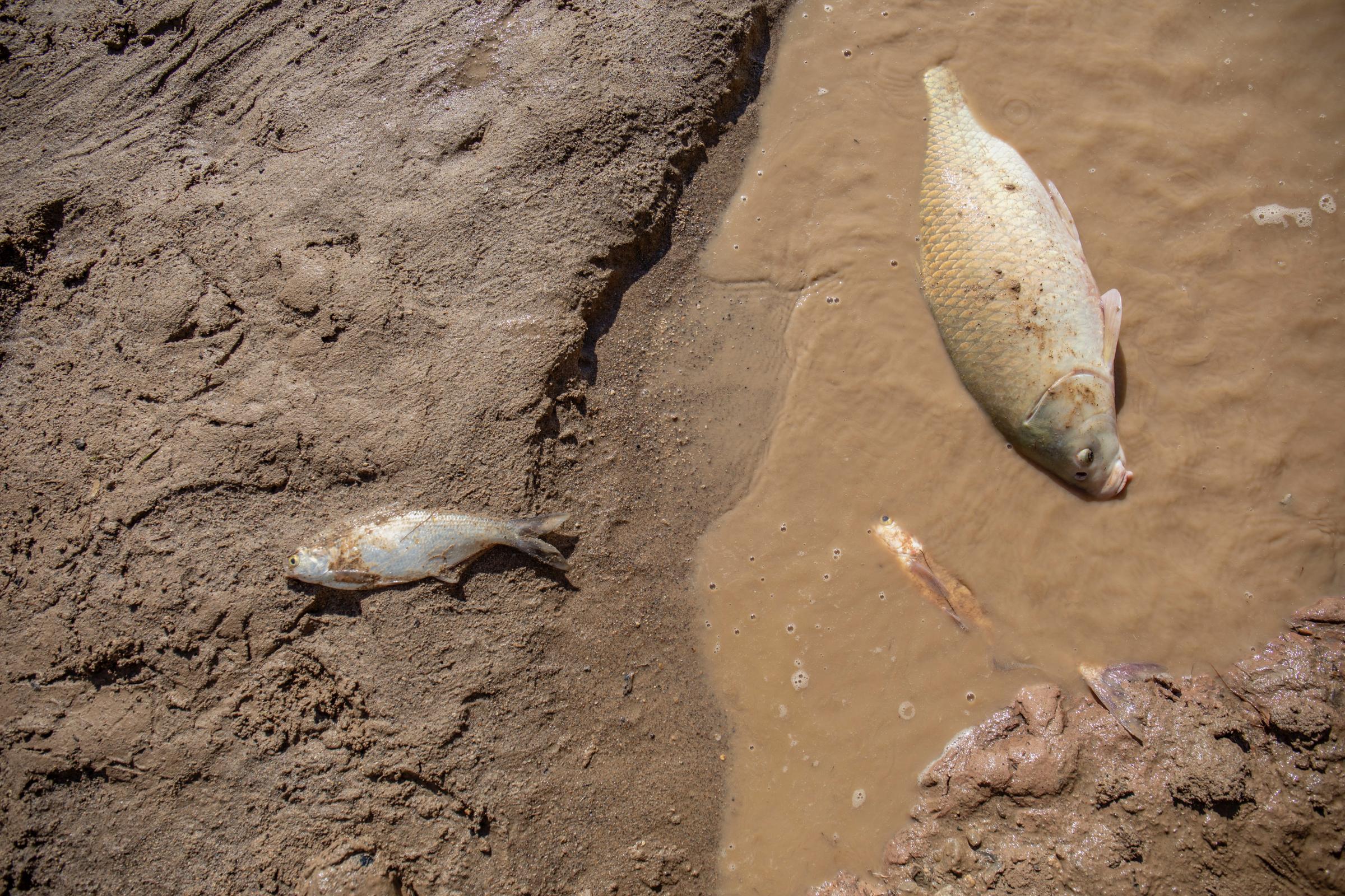 Crisis on the Rio Grande - When the water dries fish gasp for hours in the streambed until they die.(Photo by Diana...