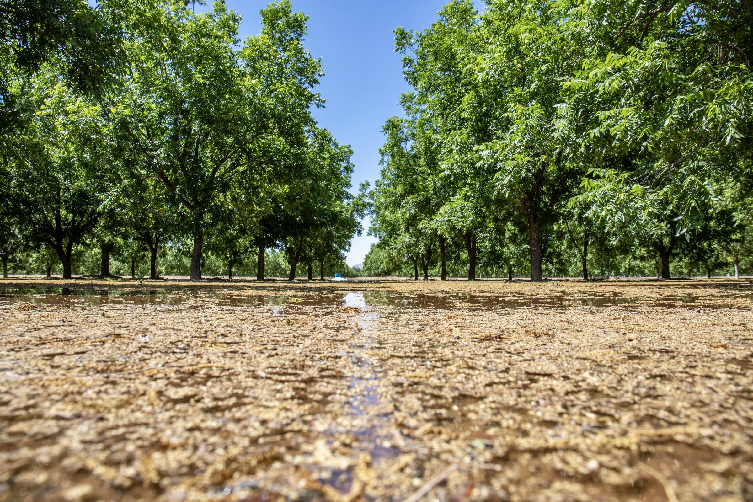 Crisis on the Rio Grande - Irrigation water sinks into pecan groves on the Texas-New Mexico border. Farmers in the region...