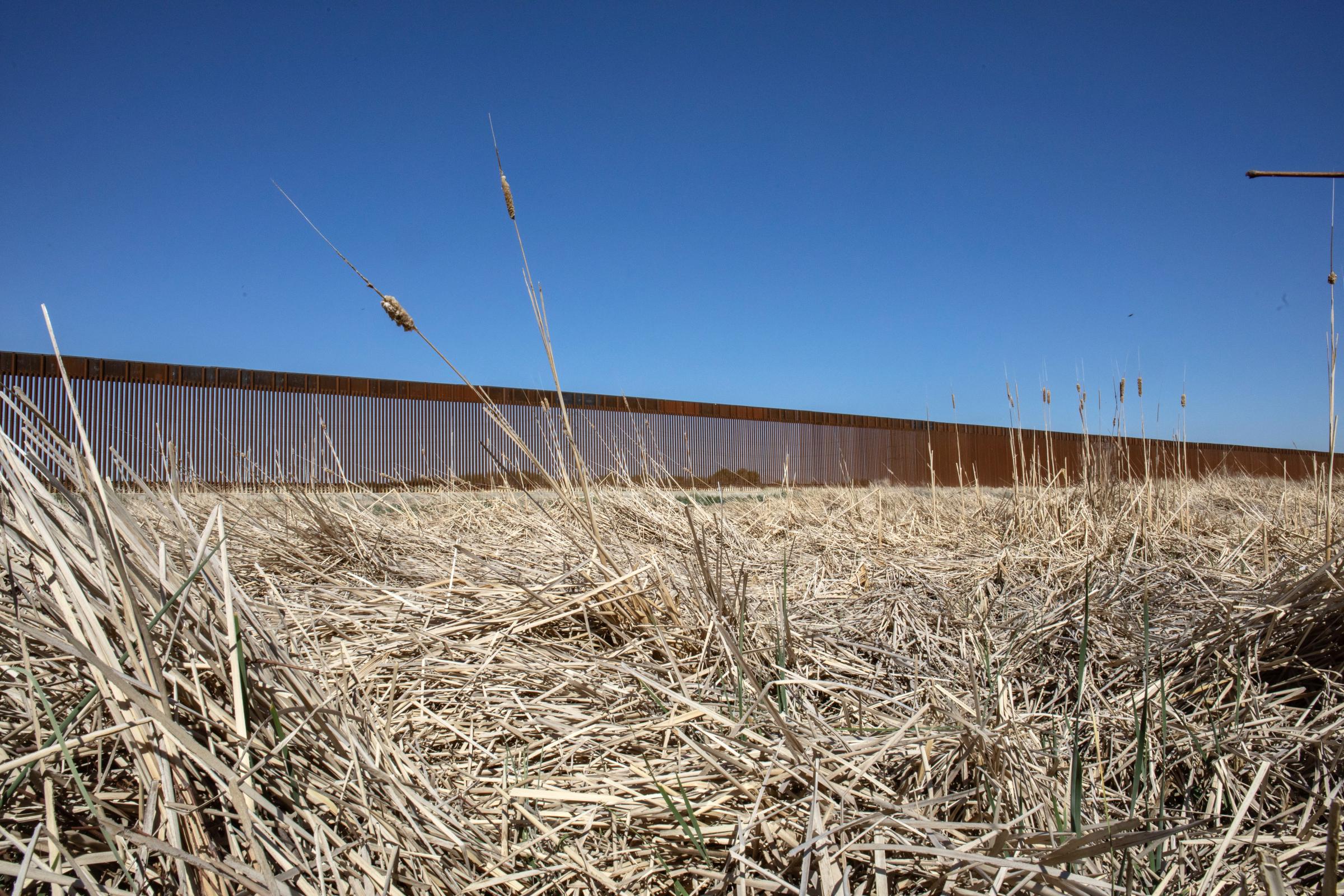 Crisis on the Rio Grande - Cattails grow in a dry wetland cell at the Rio Bosque Park along the U.S.-Mexico border. Due to...