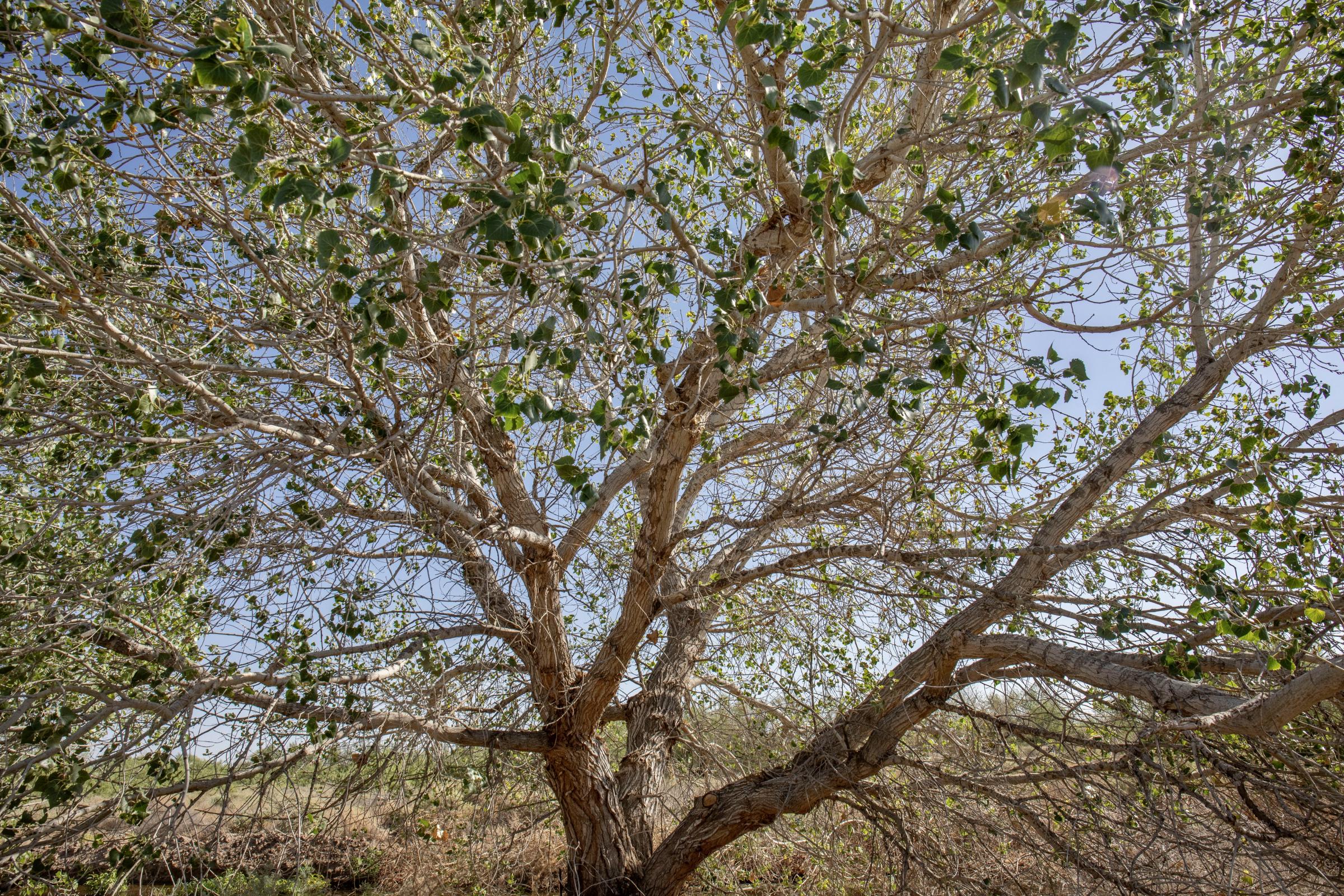 Crisis on the Rio Grande - An old struggling cottonwood at Rio Bosque Wetlands Park, the continuous drought is incredibly...