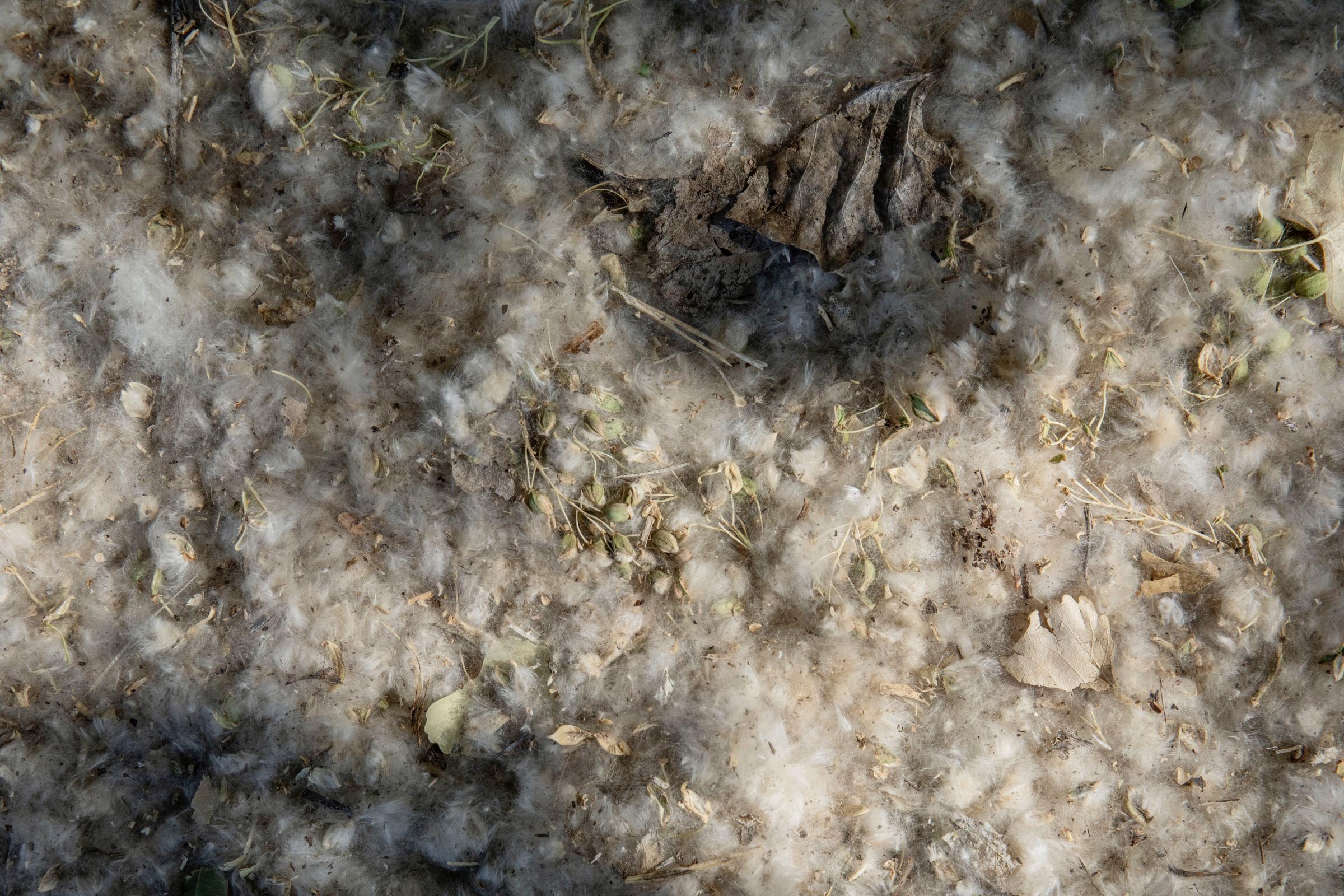 Crisis on the Rio Grande - A bed of cottonwood seeds.(Photo by Diana Cervantes for Source NM)