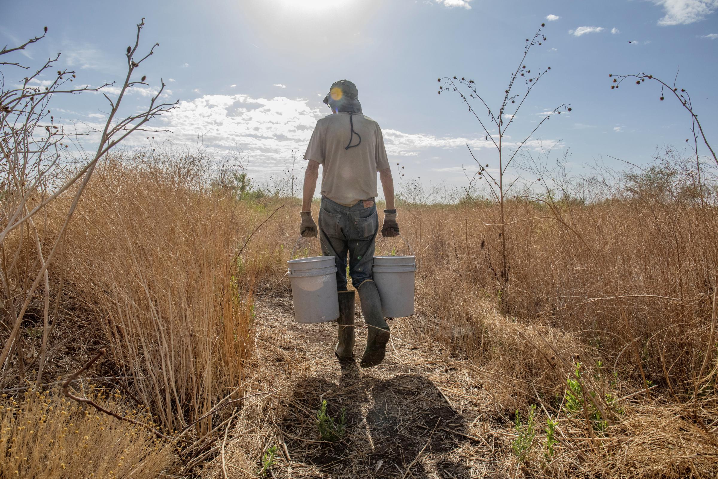Crisis on the Rio Grande - John Sproul carries buckets every few feet to water the cottonwoods. In mid-June, when the...