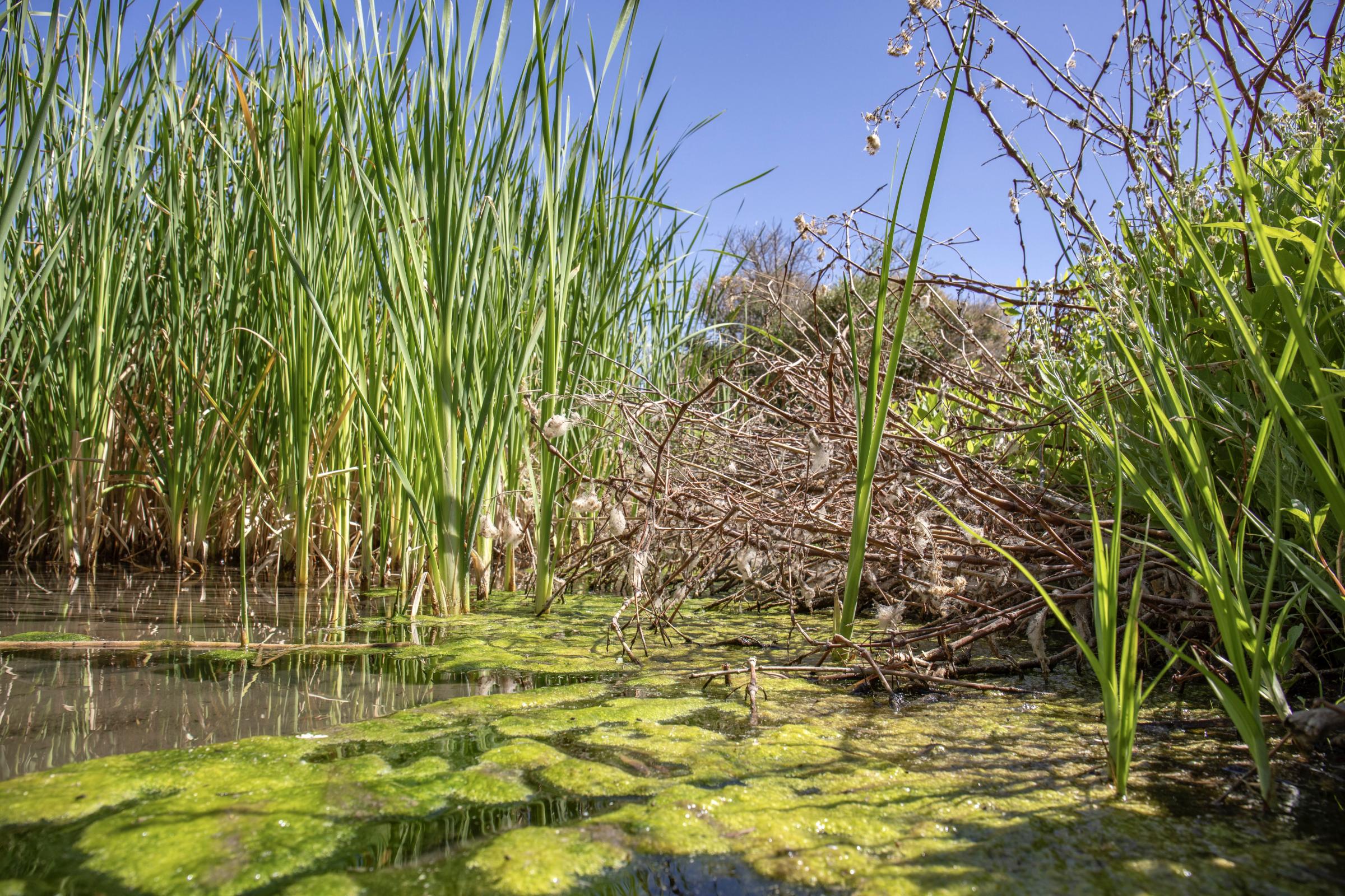 Crisis on the Rio Grande - Algae and reeds grow within the shallow pools at Rio Bosque Park. These shallow pools are...
