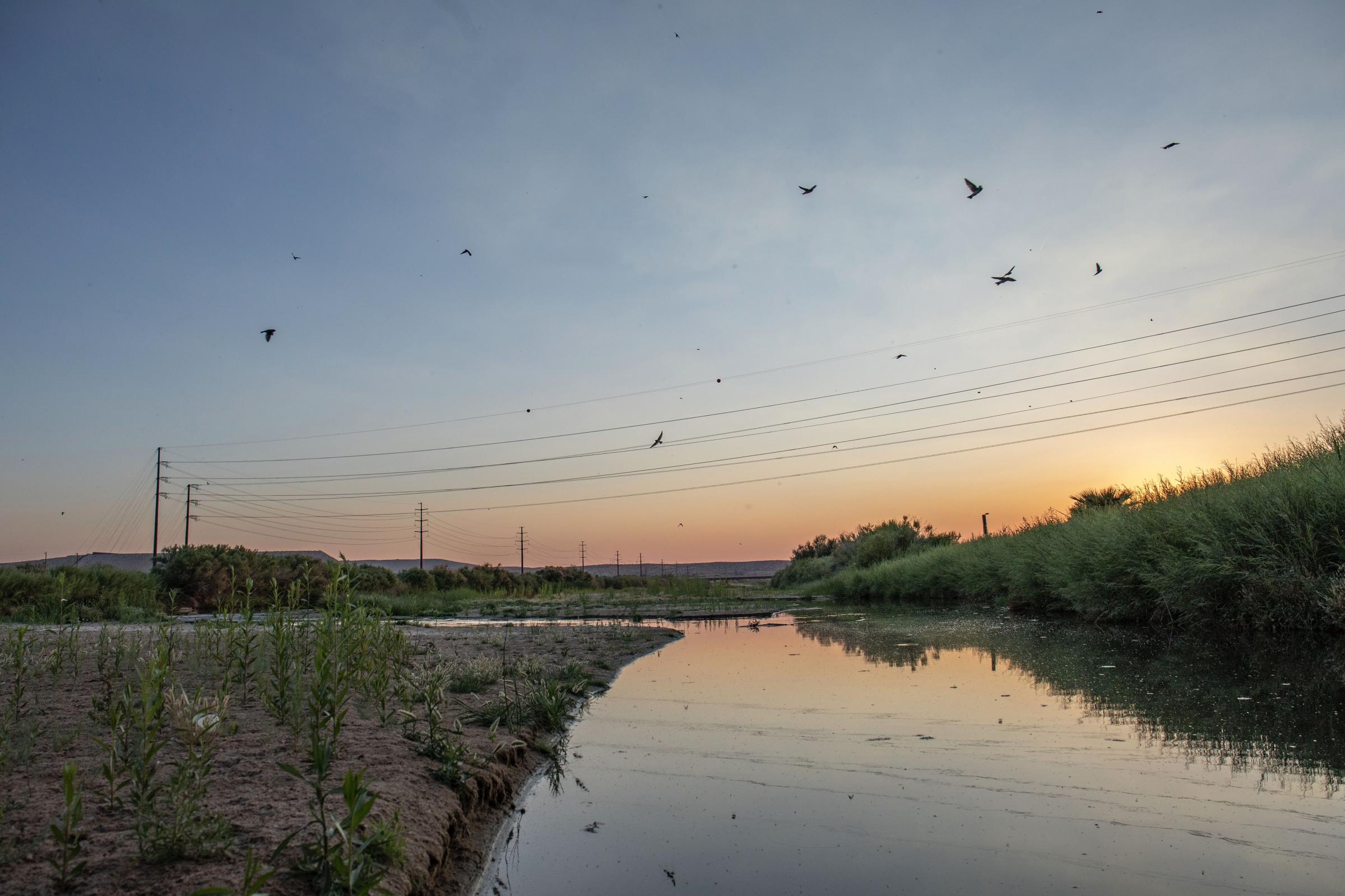 Crisis on the Rio Grande - Swifts fly to and from a bridge near the Sunland Park pools to roost for the night in nests they...