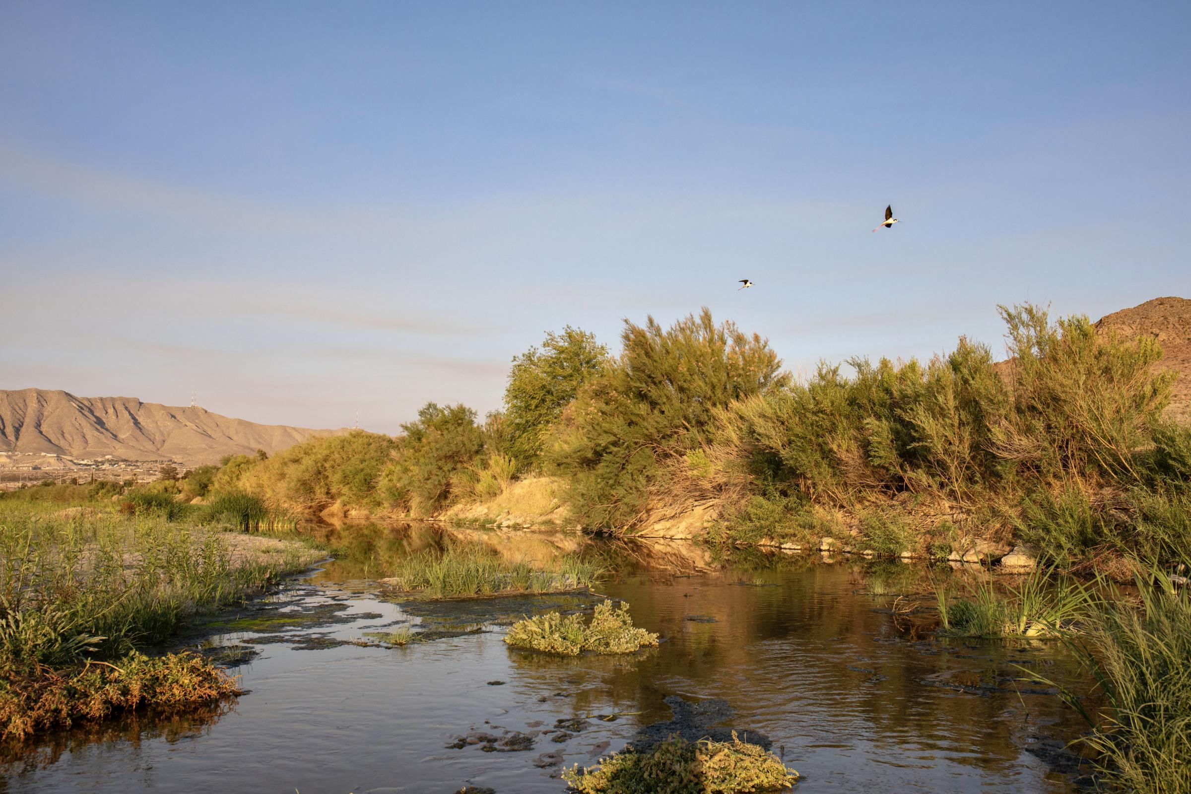 Crisis on the Rio Grande - Groundwater pools into the Rio Grande riverbed, offering refuge to black-necked stilts,...