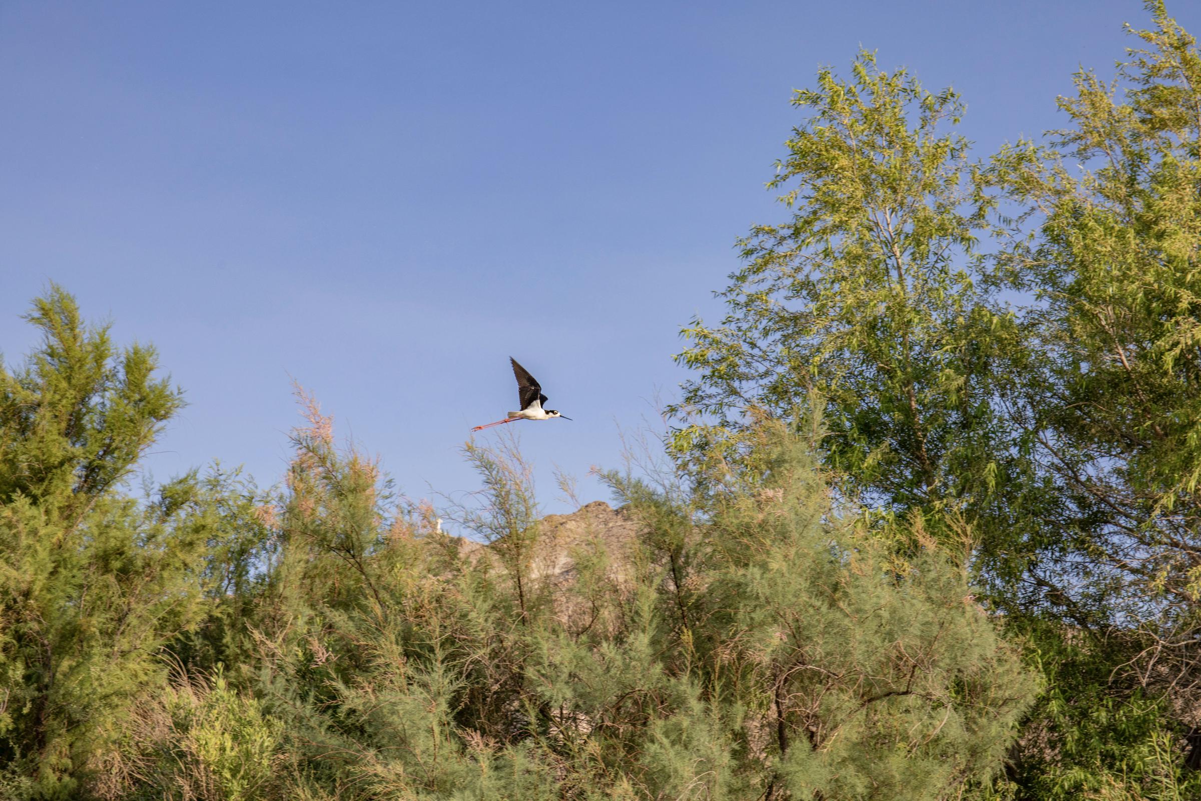Crisis on the Rio Grande - A black-necked stilt flying over the shallow pools. (Photo by Diana Cervantes for Source NM)
