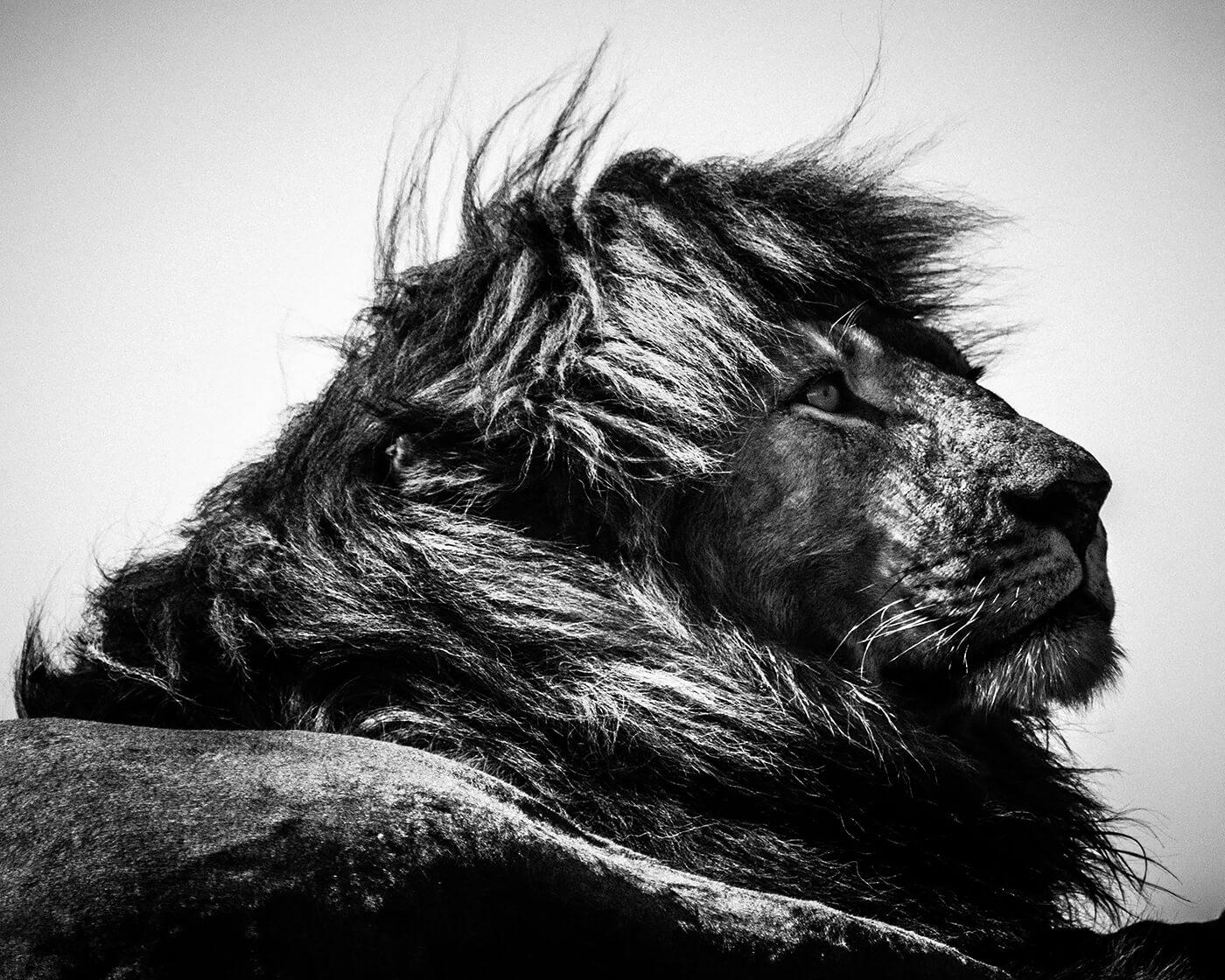 Lion Simba le Magnifique 4, Tan... 2018 &copy; Laurent Baheux