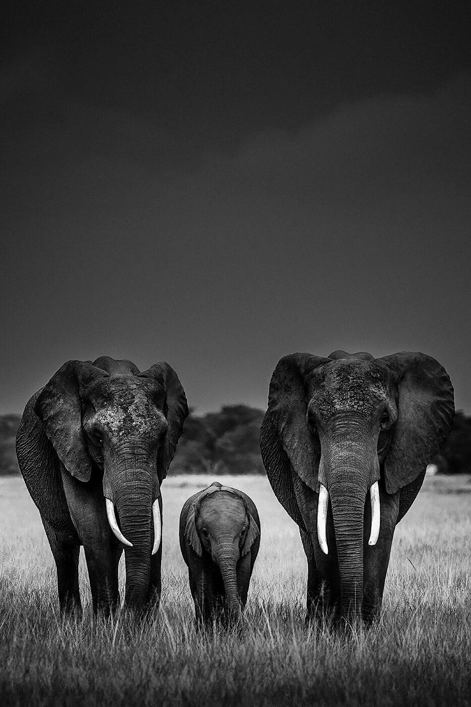 Elephant Body Guards, Kenya 2013 &copy; Laurent Baheux