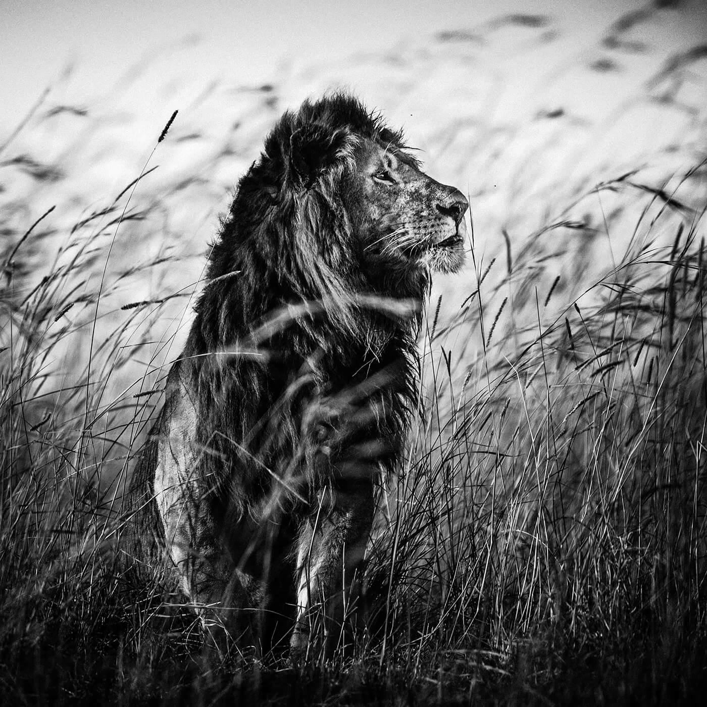 Lion in the grass, Kenya 2013 &copy; Laurent Baheux