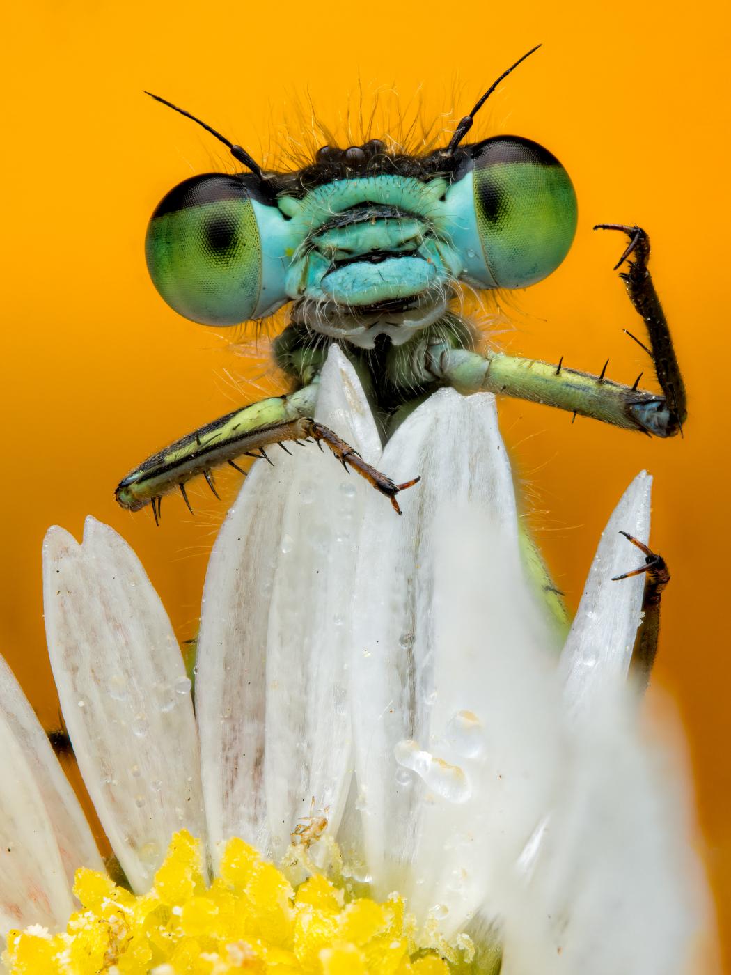  Daisy, Daisy &copy; Rory J Lewis