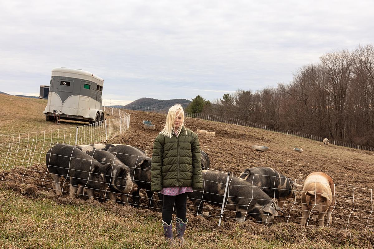  Daisy and the Pigs &copy; Susan Anthony