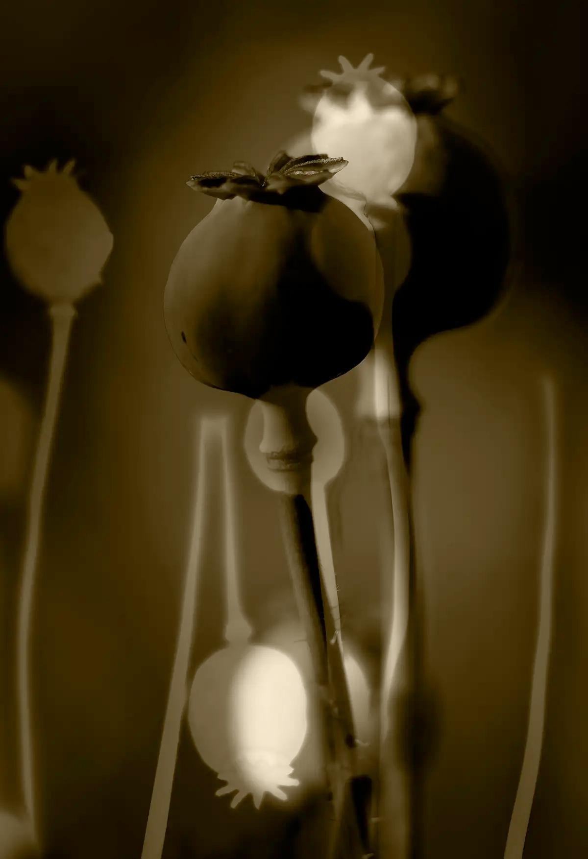 Echoes of Sepia from the series...&#39; &copy; Julie Wang