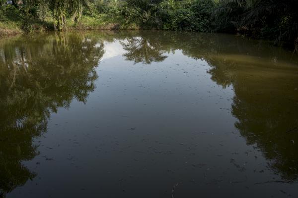 Unusual Niger Delta - A nonoperational fish pond which was affected by oil...