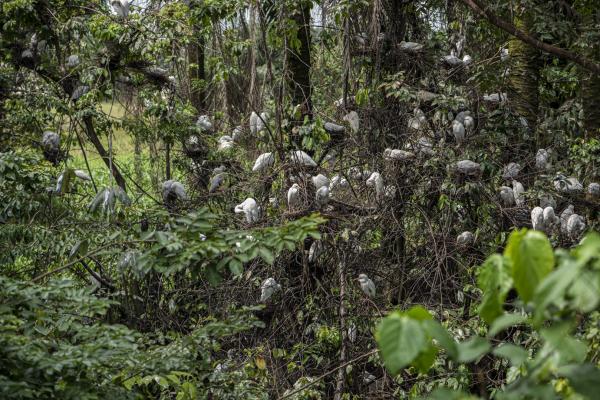 Unusual Niger Delta - Birds in a bush in Osubi, Delta state on the 15th of...