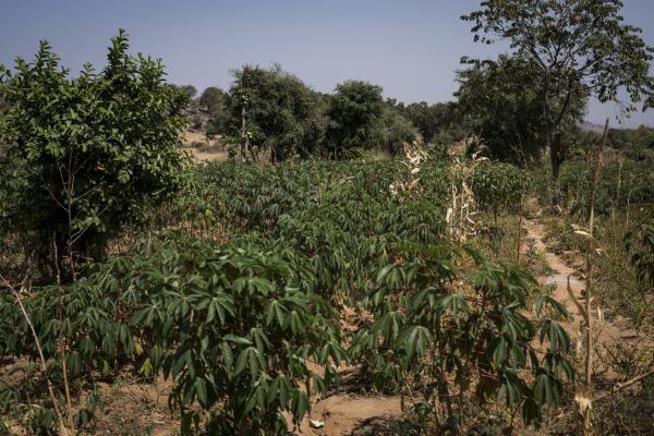 Cassava plantation in Ibrahim&rsquo;s farm in Kissa community, Kwaja village, Adamawa.