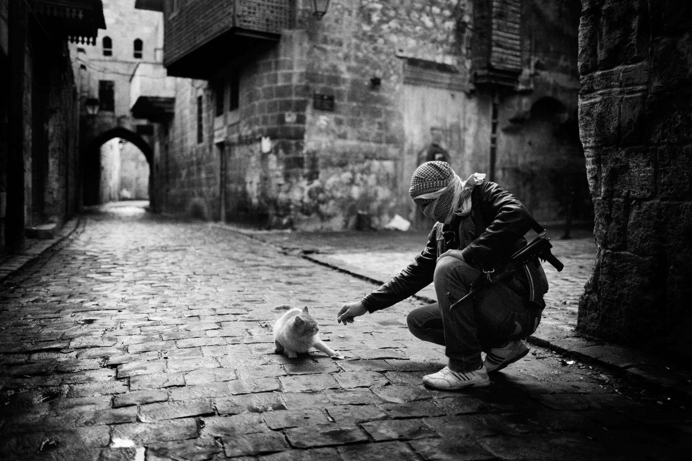 Alepo Scaring Frontlines - A Syrian islamist rebel giving food to a cat in the Old...