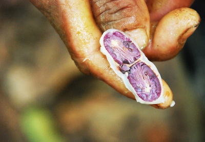 Singles -    A farmer called Gaston, 60, shows a cacao seed in...