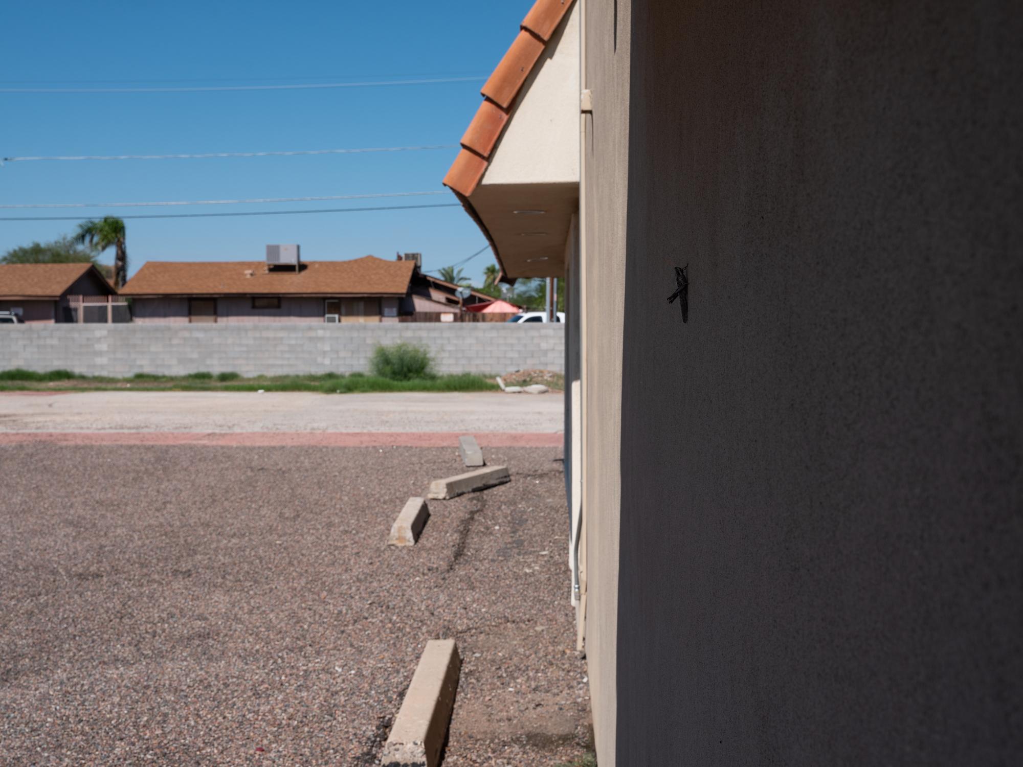 New Arizonans - HuffPost - A large grasshopper rests in the shade on the side of a...