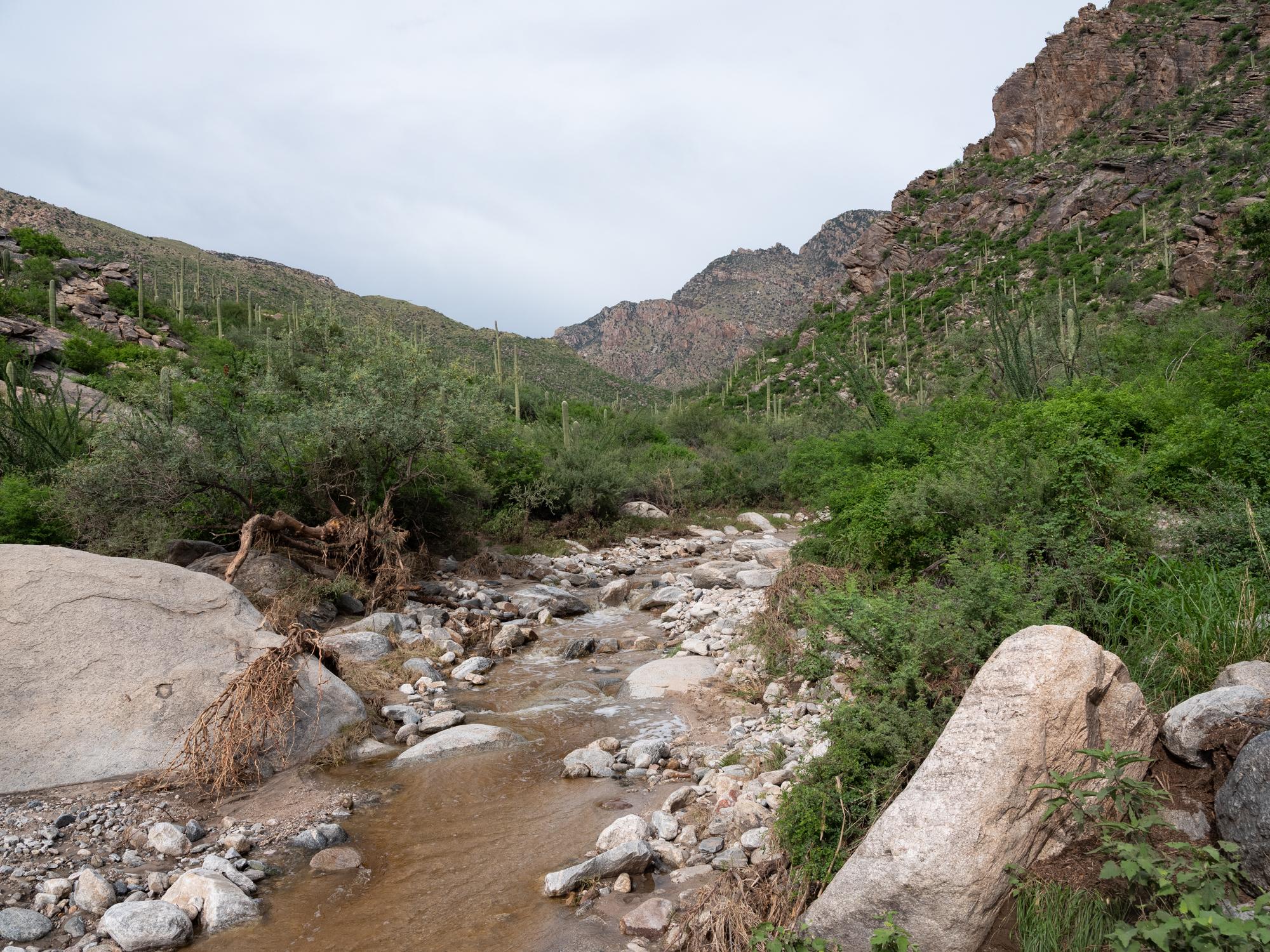 New Arizonans - HuffPost - With lush greenery and water flowing in the river wash,...