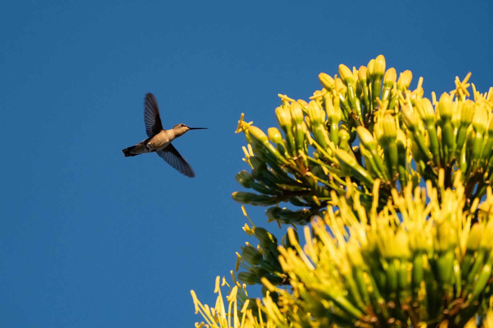 Hummingbirds visit blooming yuc...en energy technology.&nbsp;