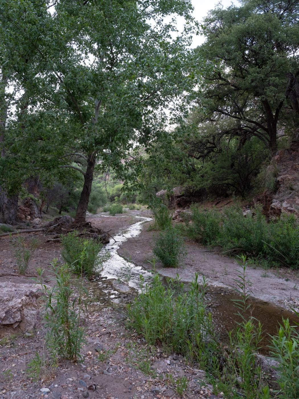Harshaw Creek runs through Pata...atened species that live there.