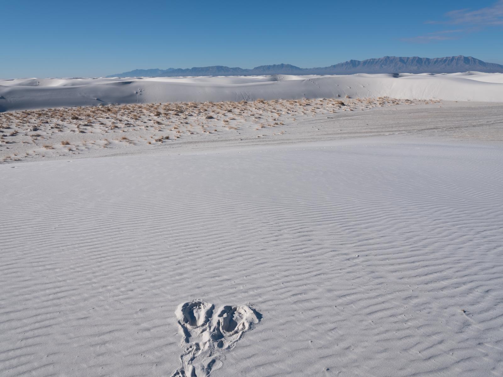 Footprints, White Sands
