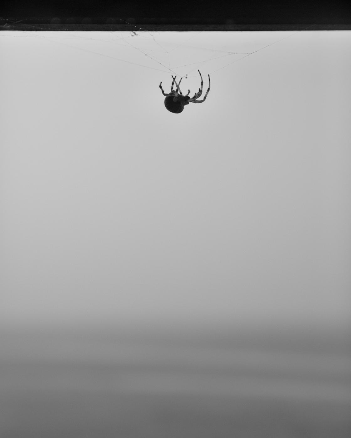 Spider