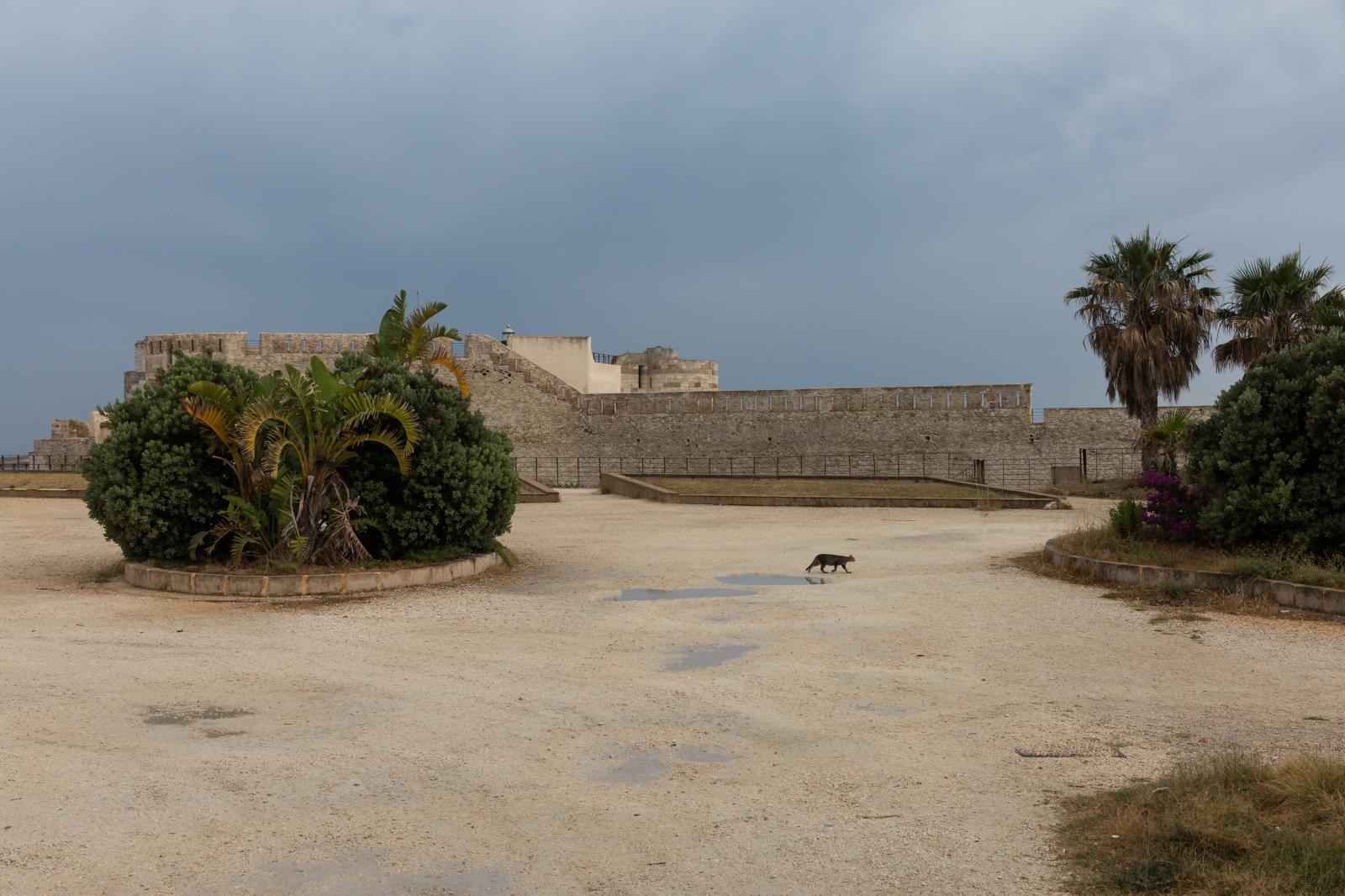 Cat Crossing