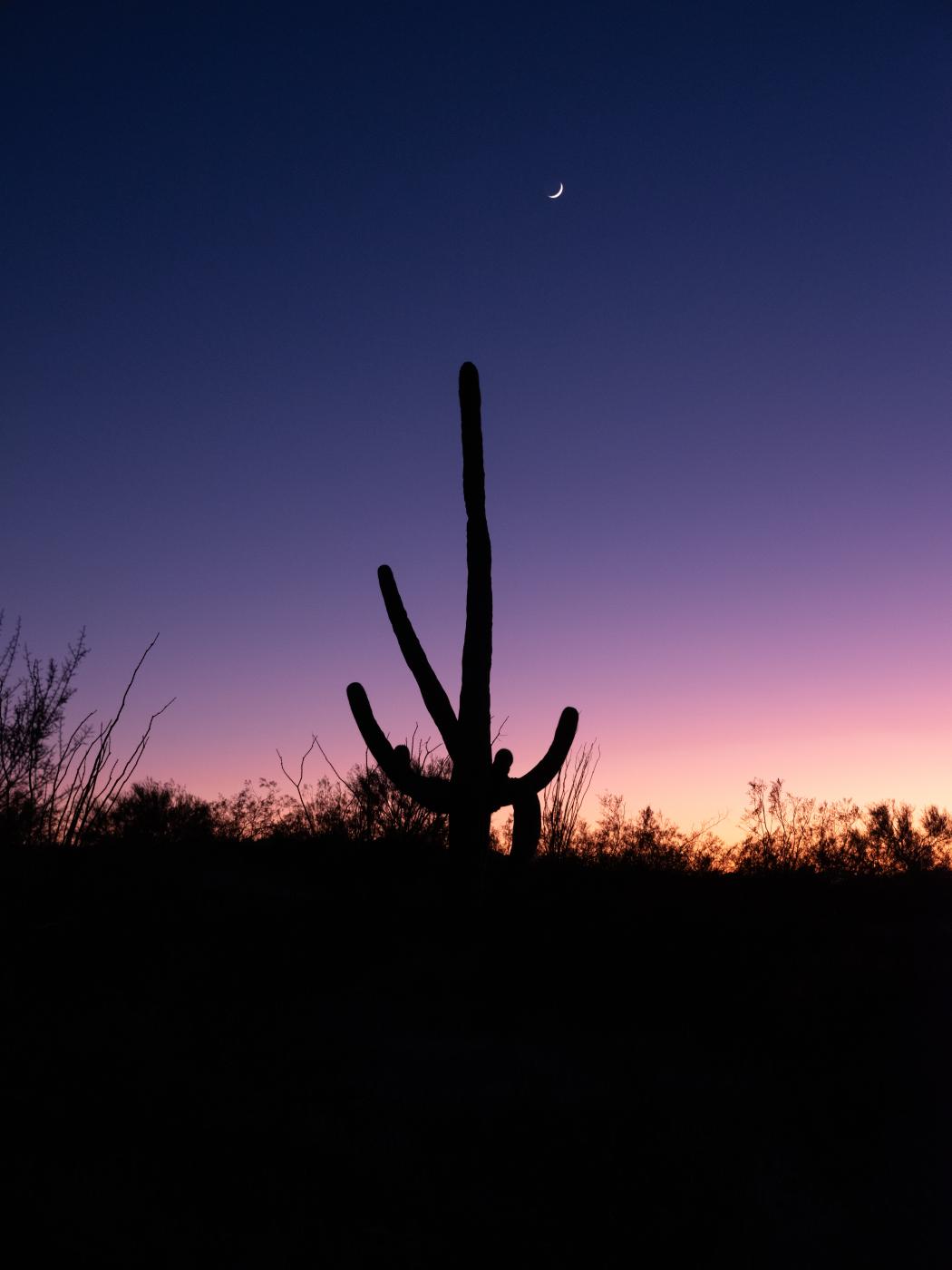 Crescent Moon and Saguaro