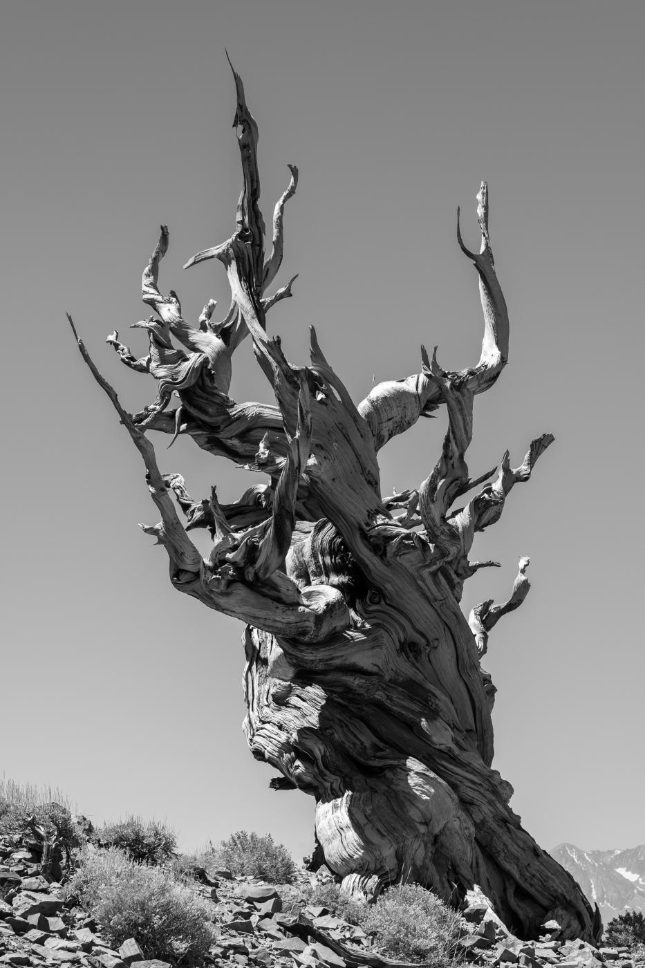 Bristlecone Pine | Buy this image