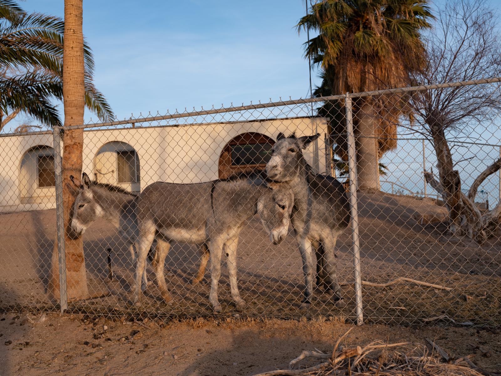 Donkeys