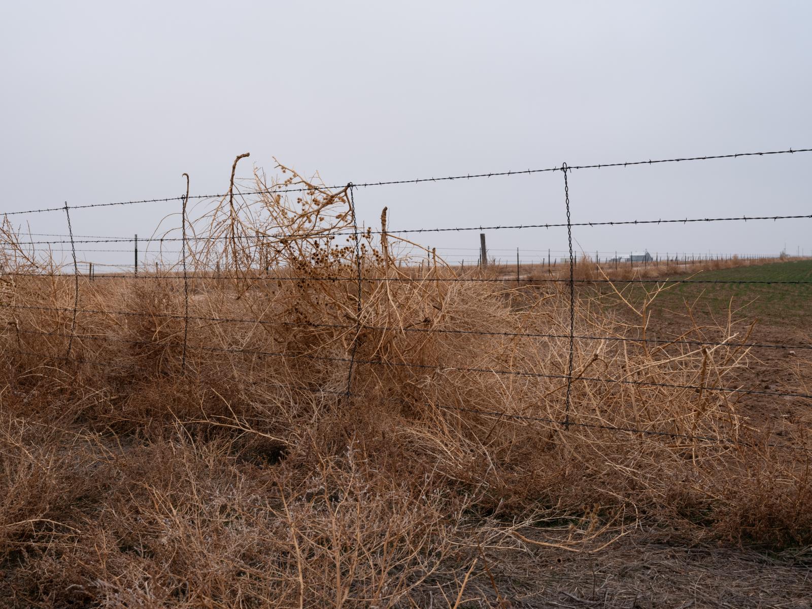 Tumbleweeds