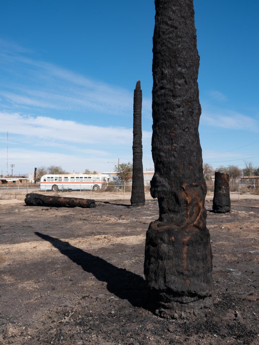 Burned Palms