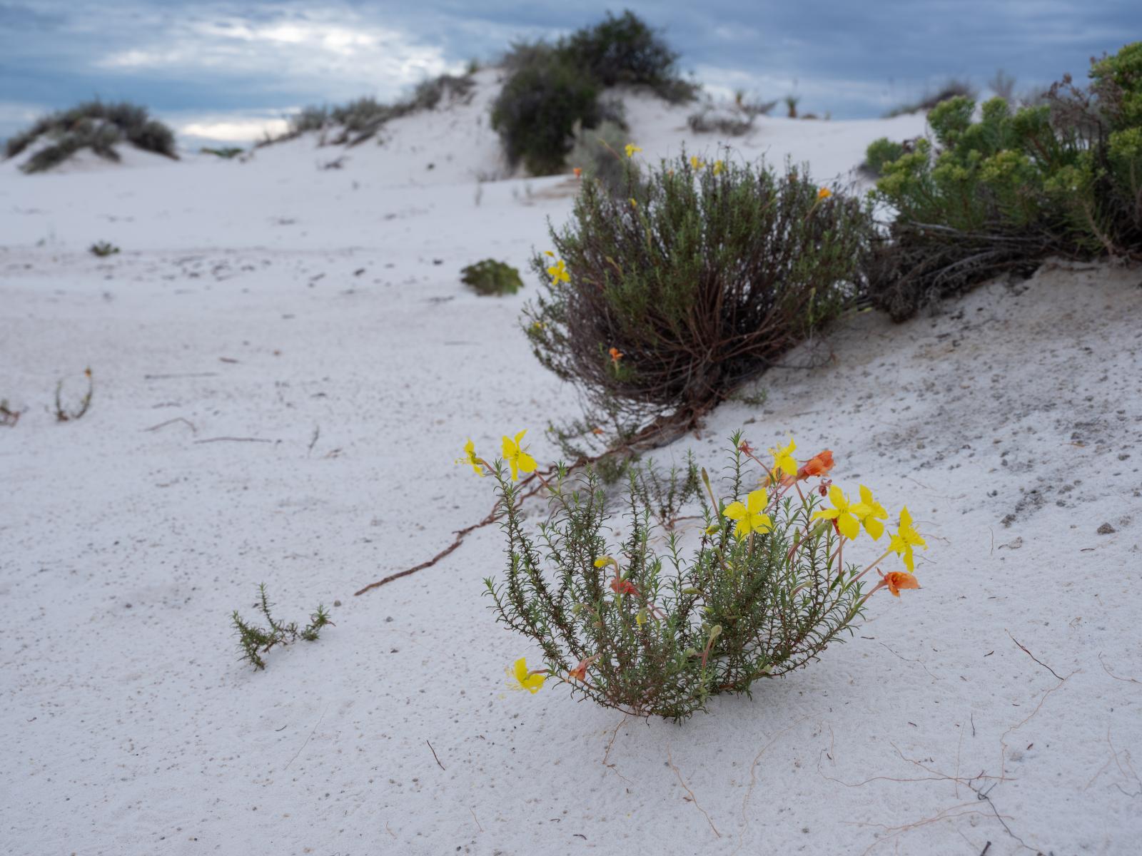 Wildflowers, White Sands