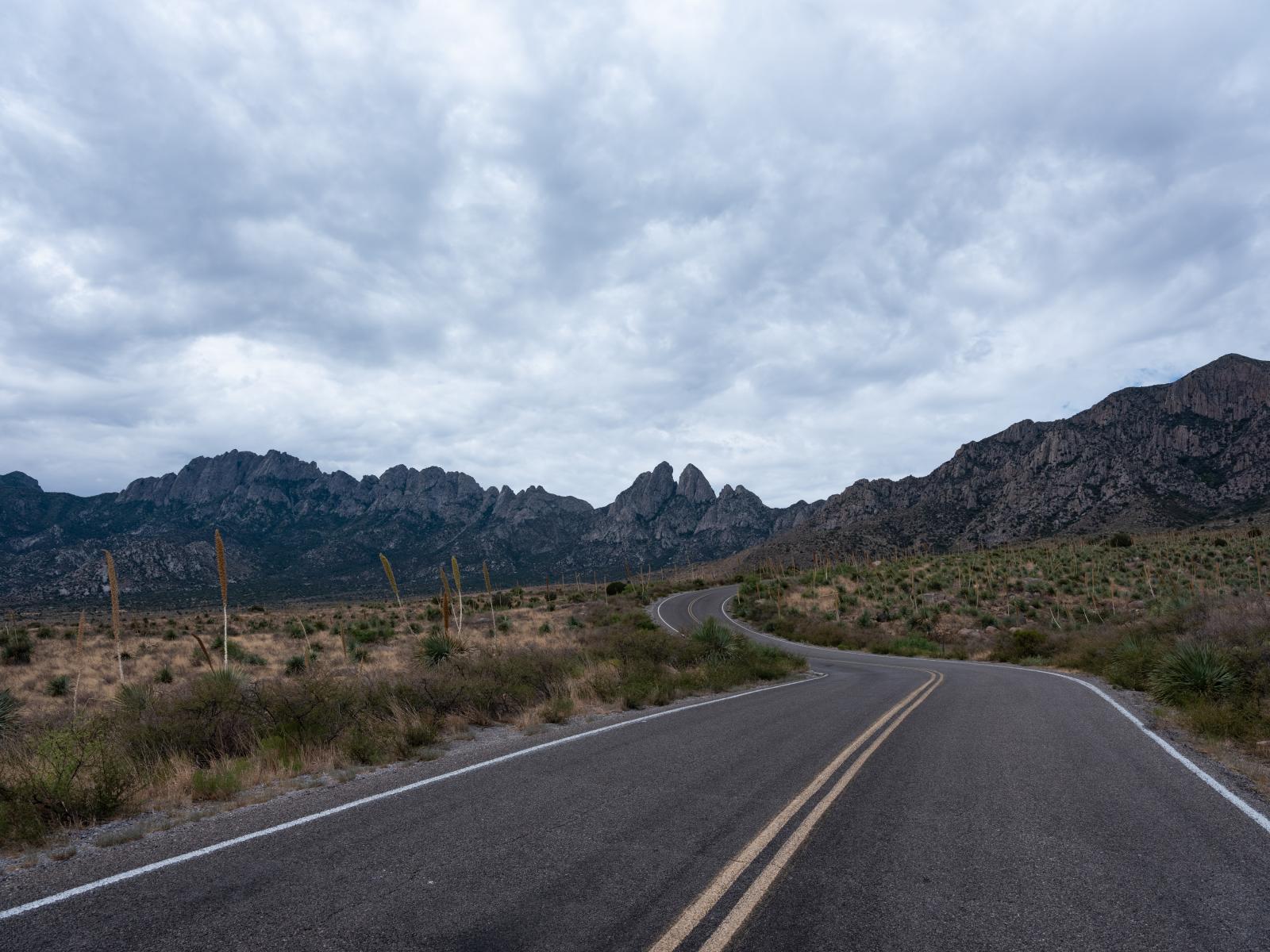 Yucca Along the Road